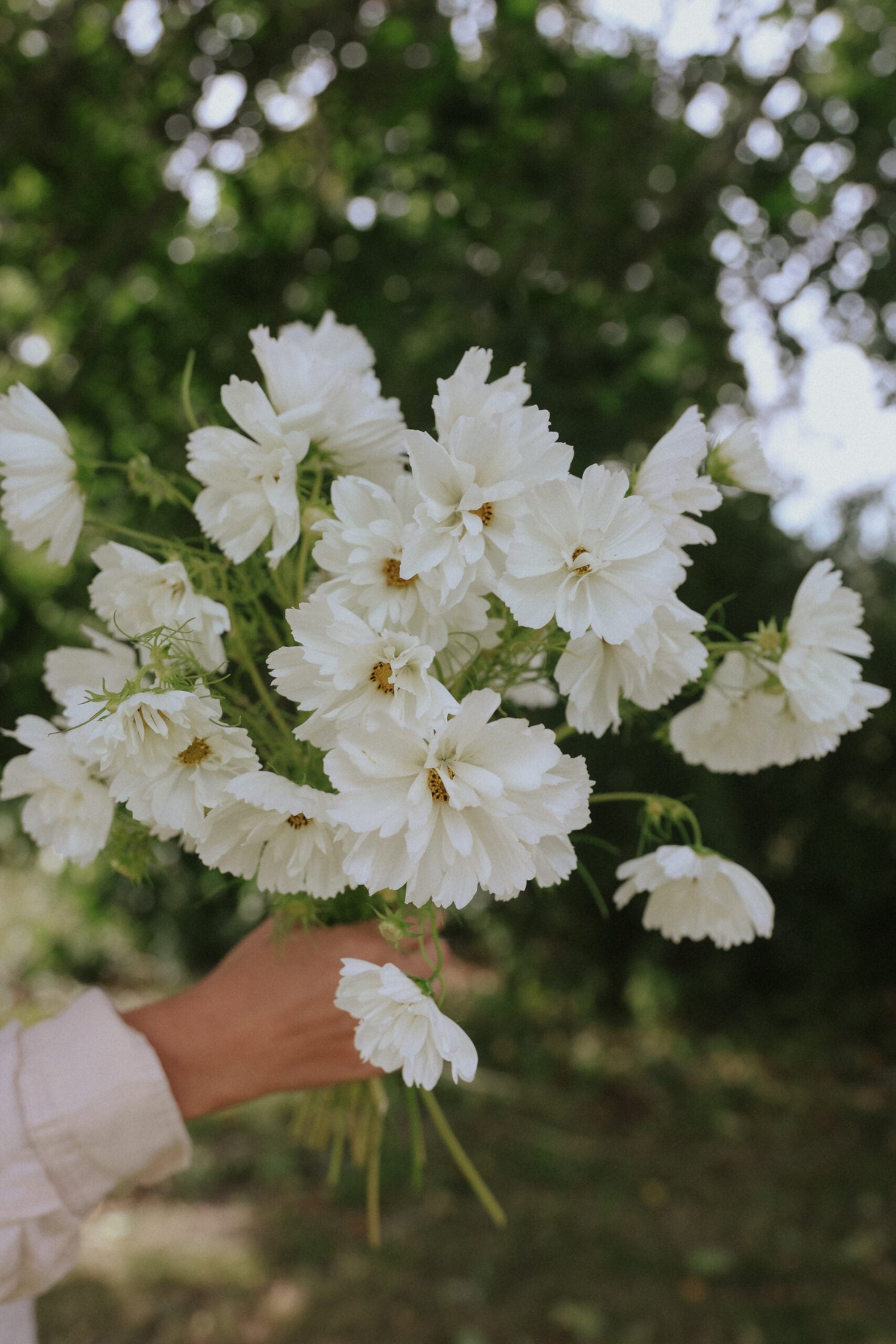 Cosmos - Fizzy White