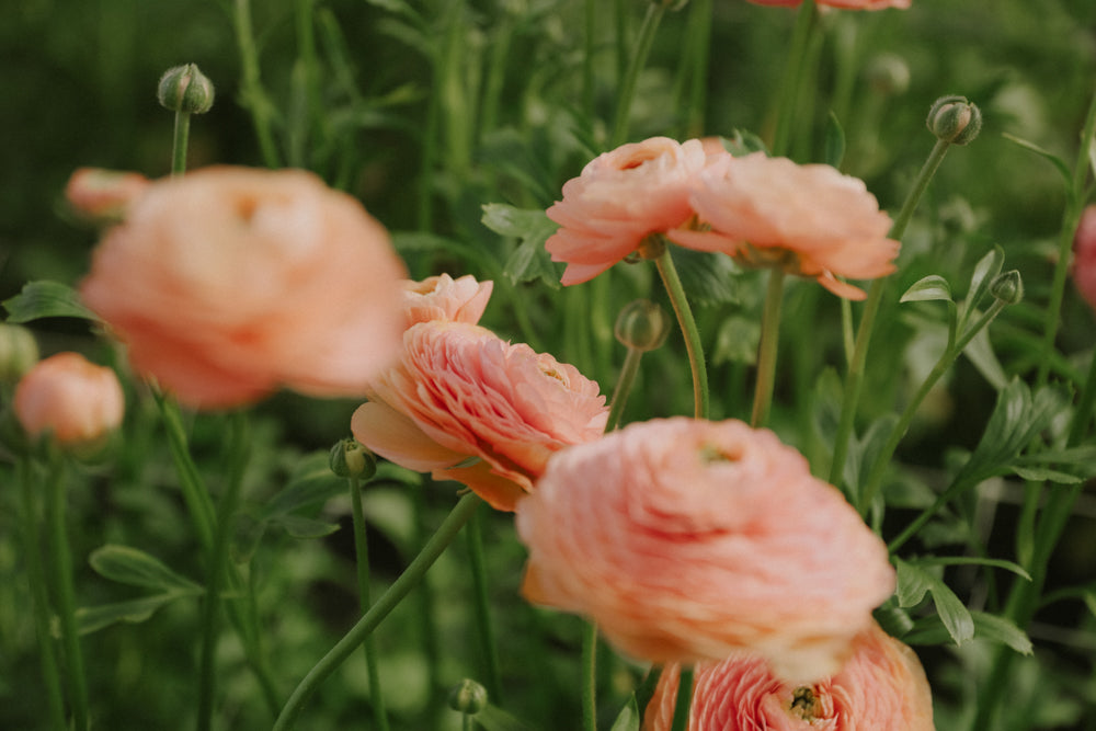 Ranunculus – Romance Salerno