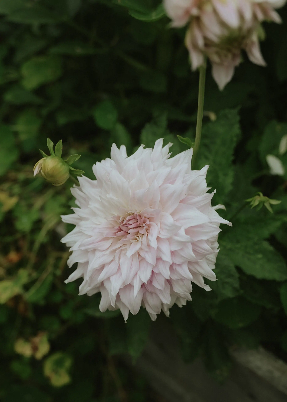 Dahlia - Shiloh Noelle