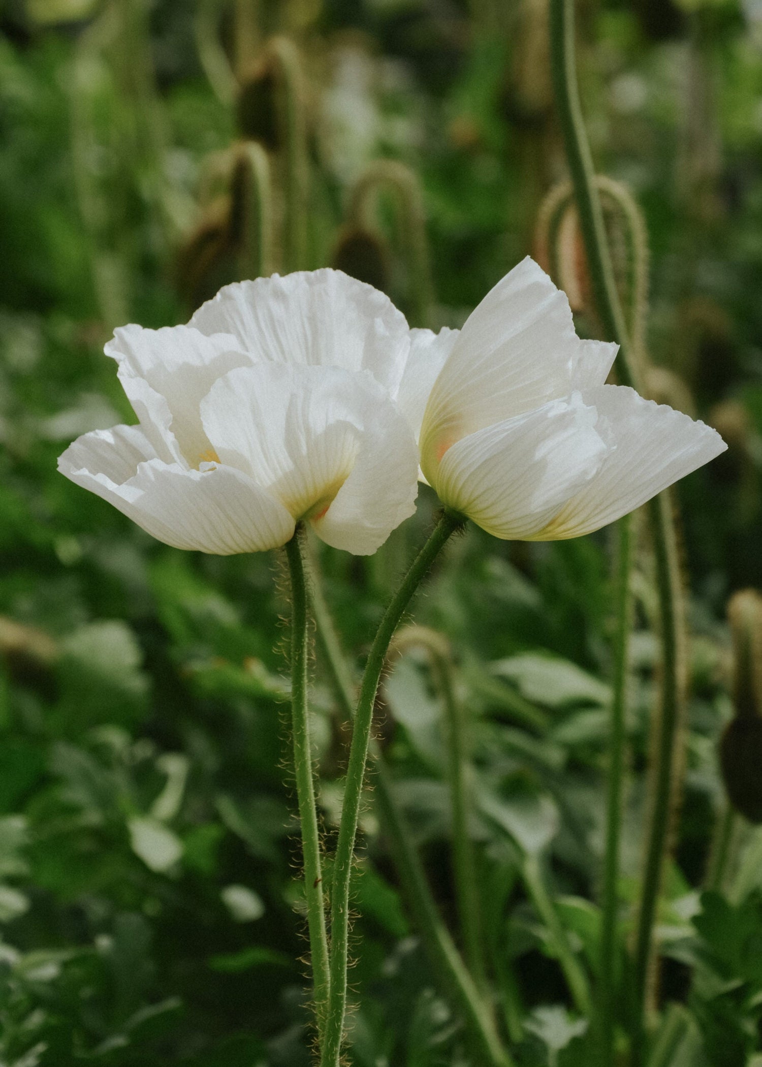 Iceland poppies - Champagne Bubbles White