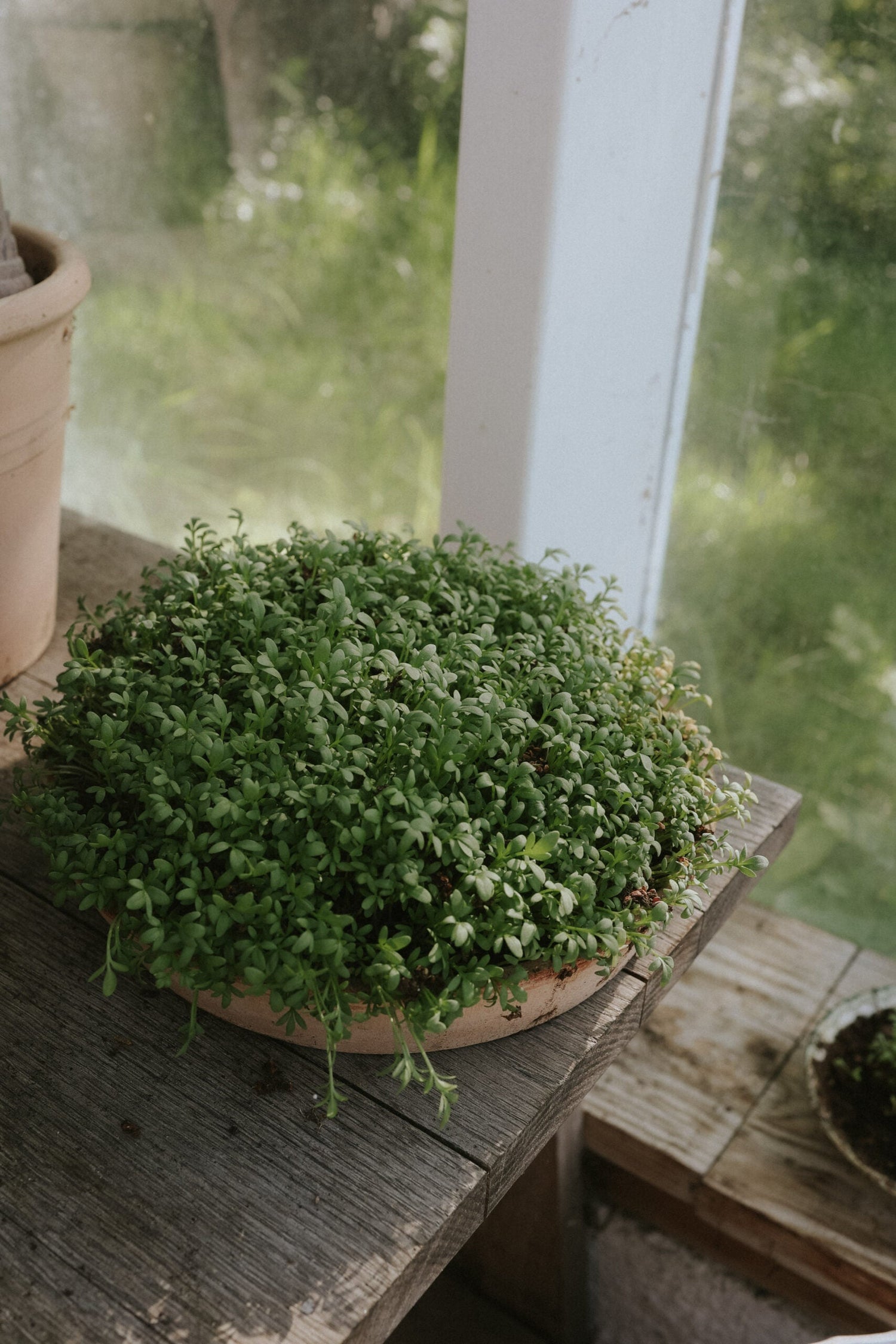 Cress - Broad-leaved