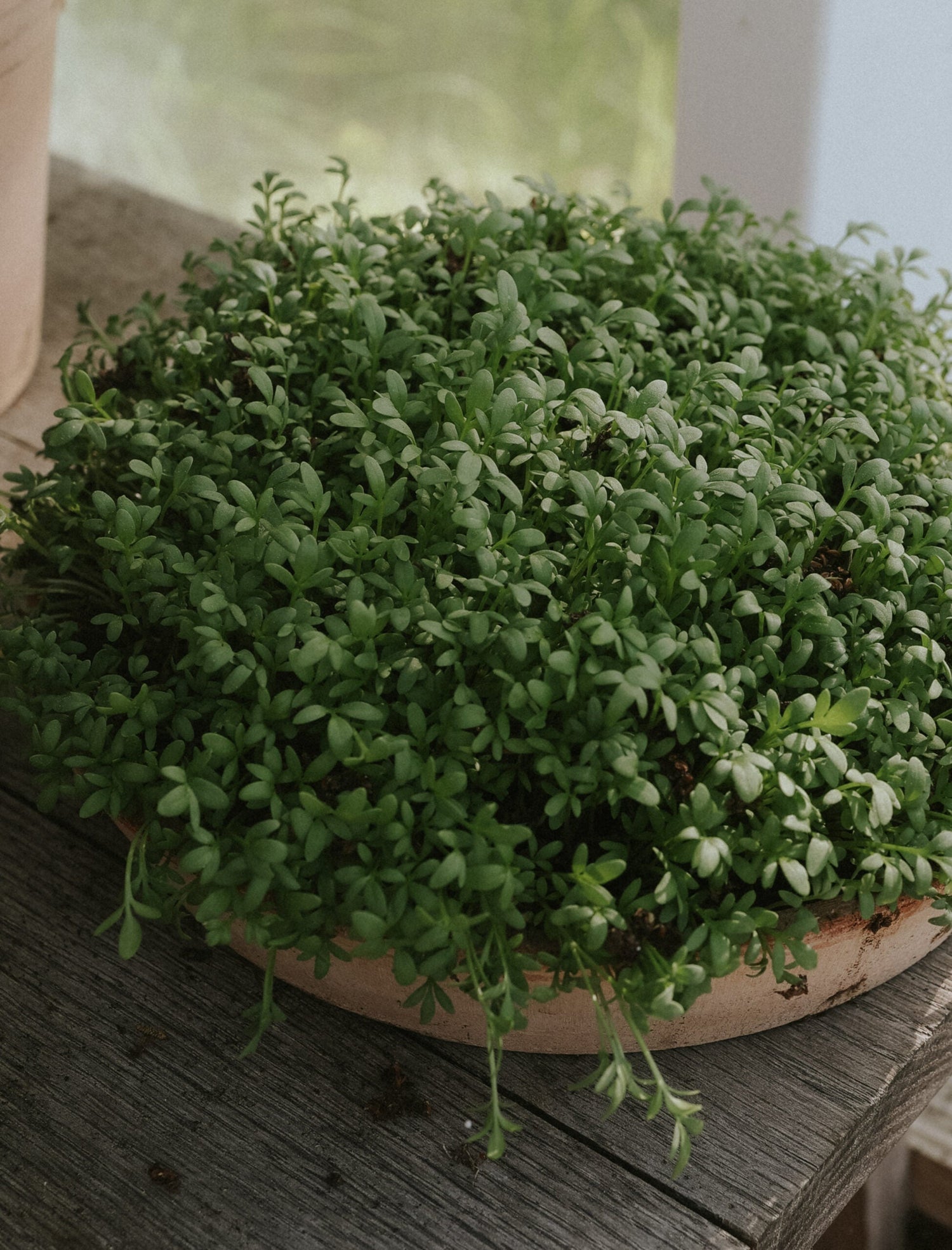Cress - Broad-leaved