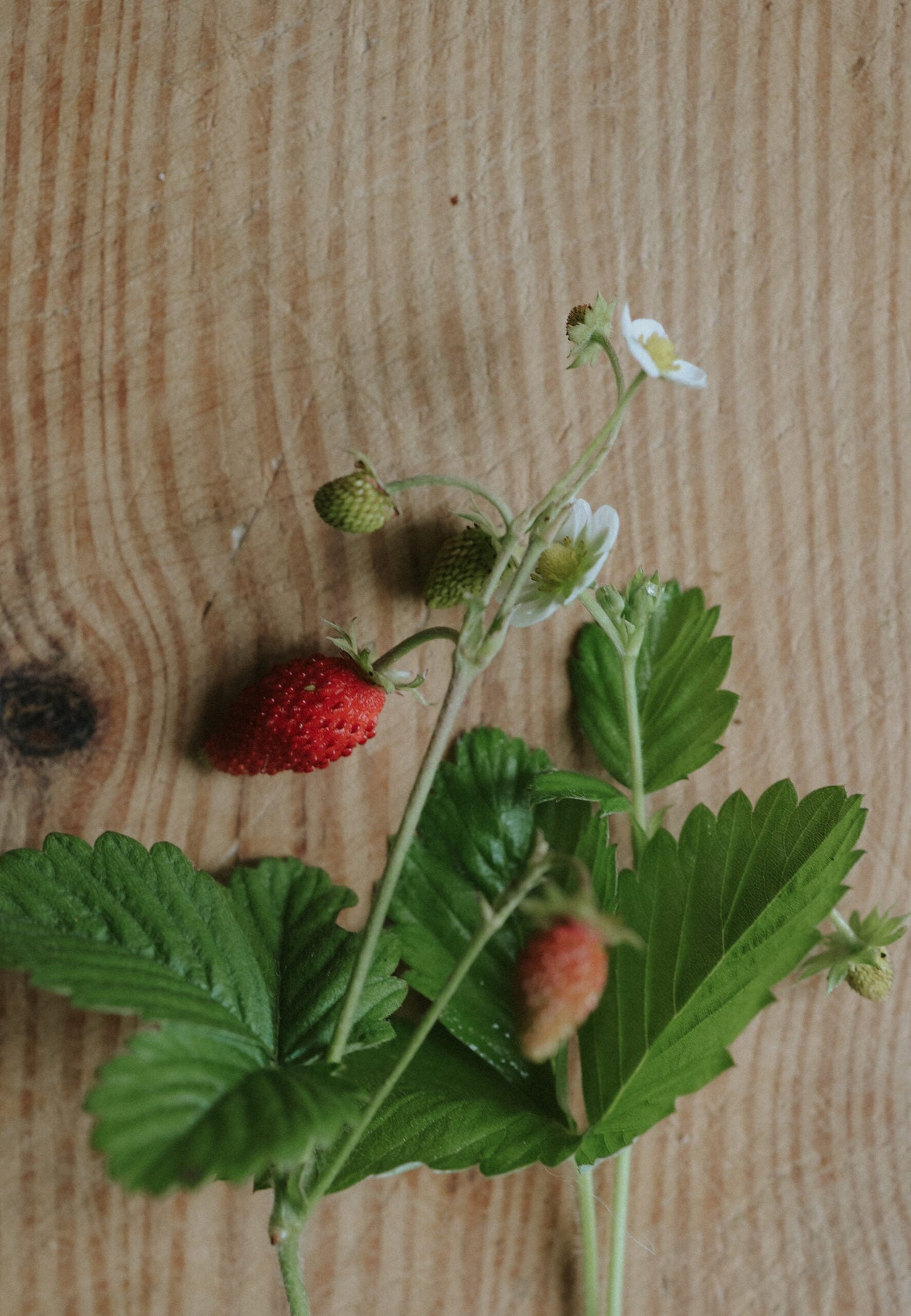 Wild Strawberry - Baron von Solemacher