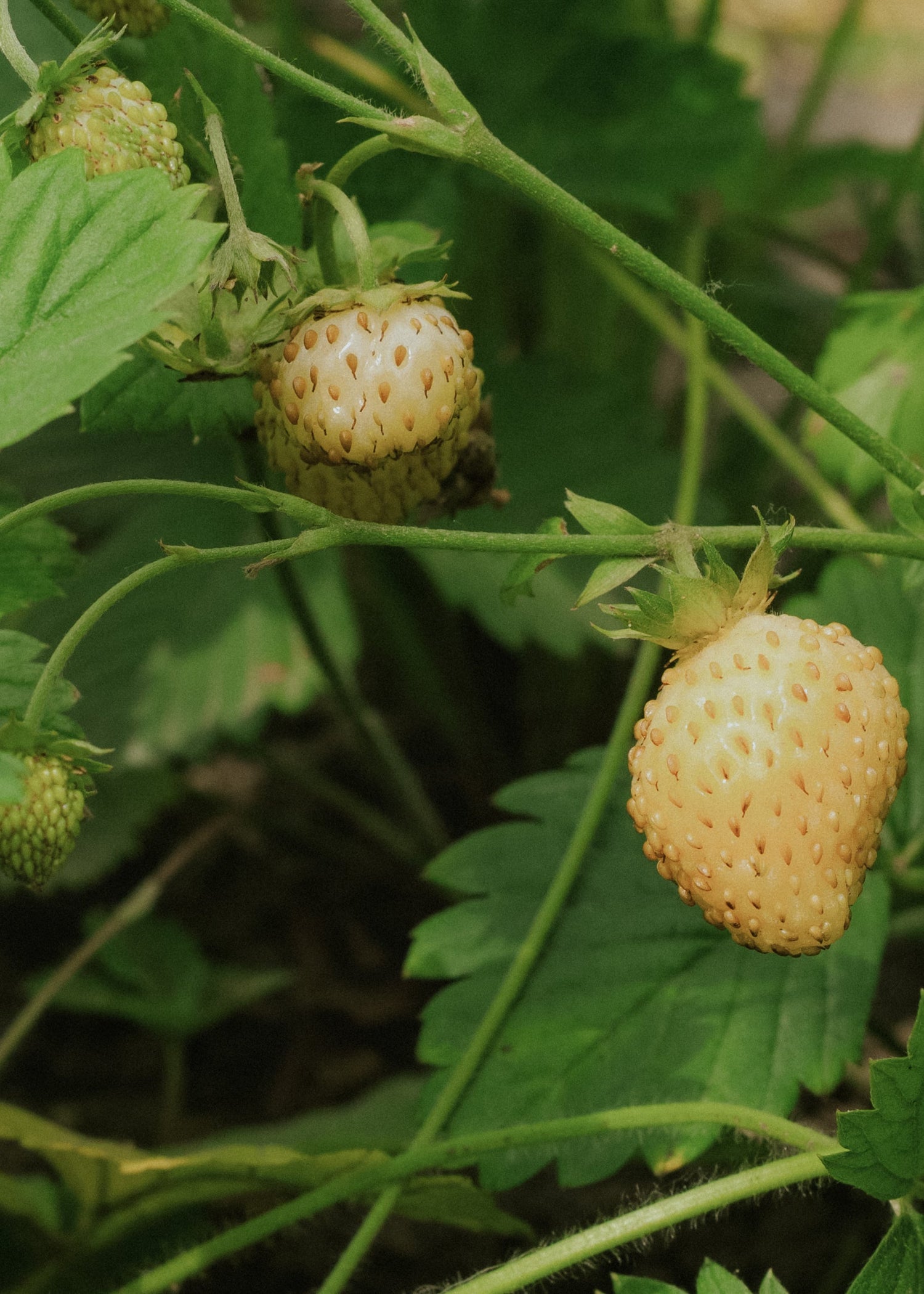 Wild Strawberry - Yellow Wonder