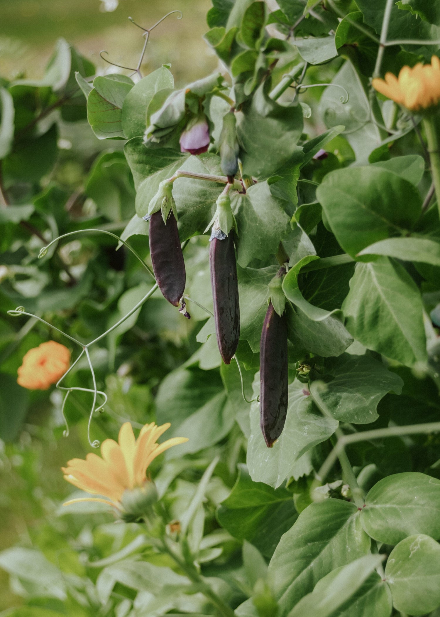 Sockerärt - Désirée