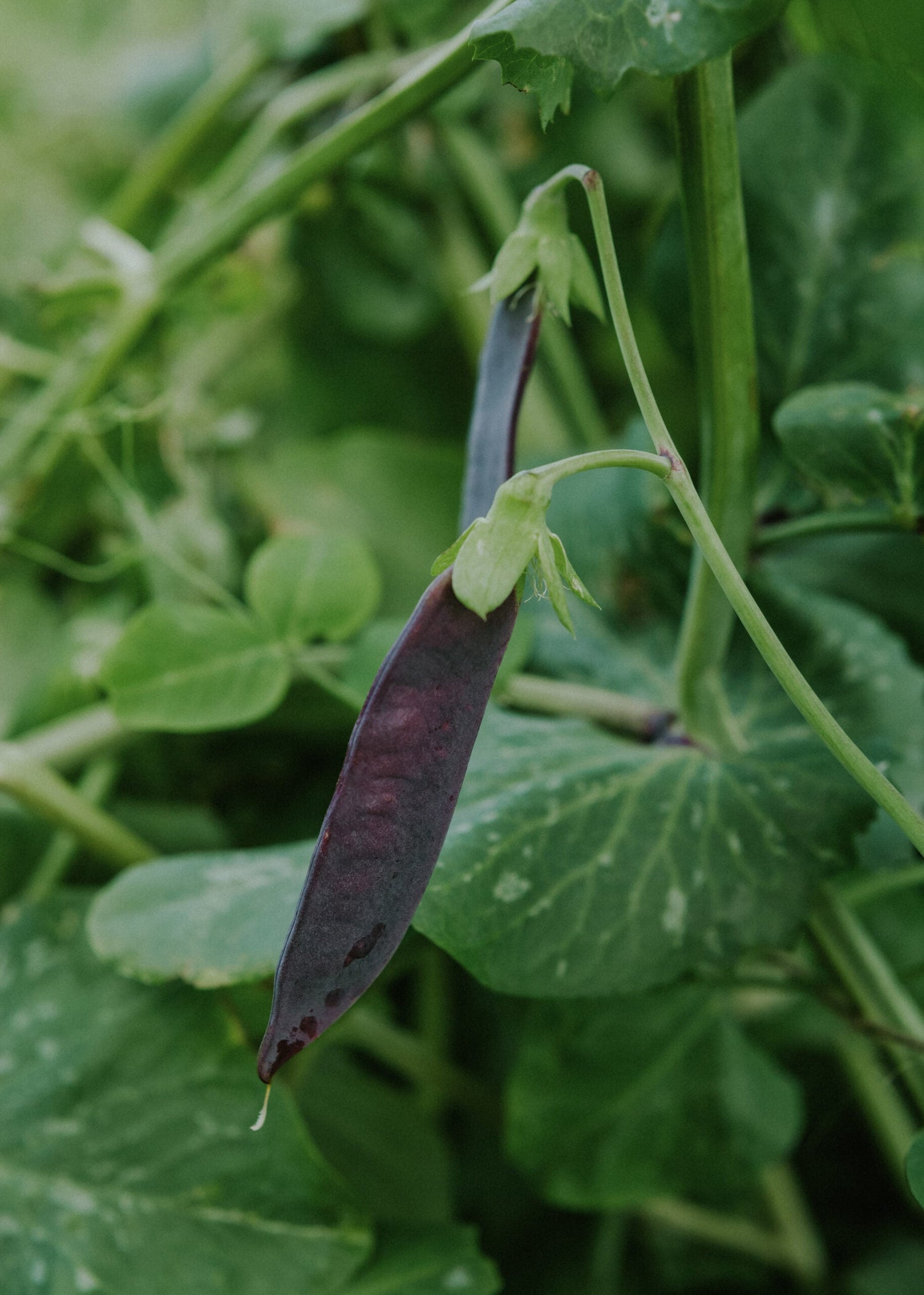 Sockerärt - Désirée