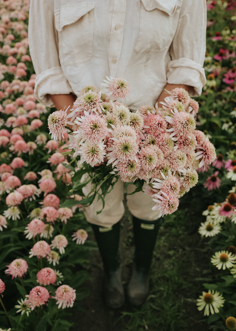 Coneflower - Butterfly Kisses