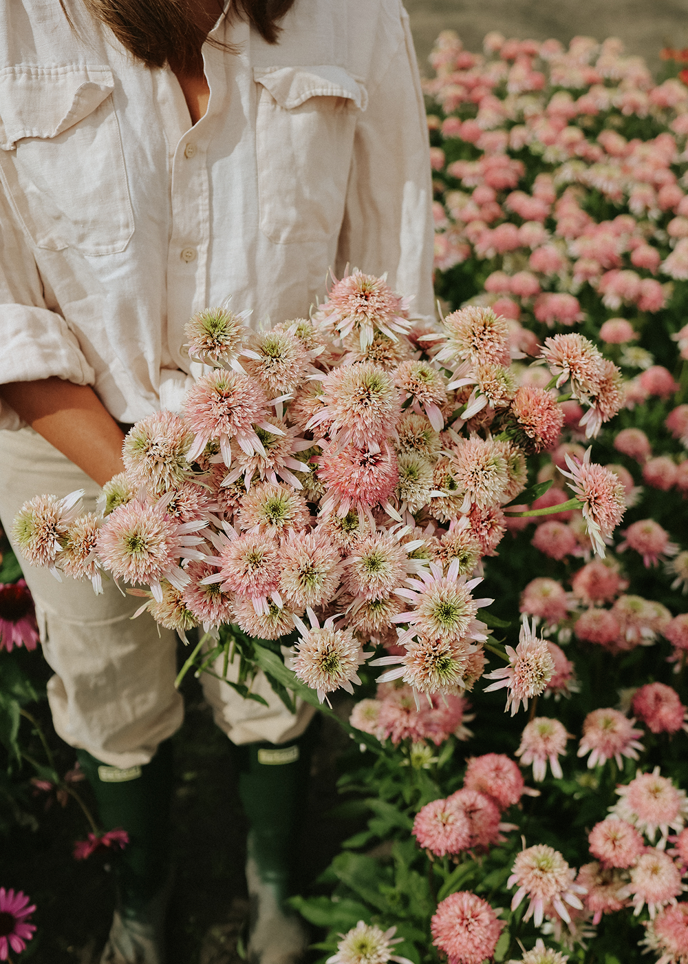 Coneflower - Butterfly Kisses