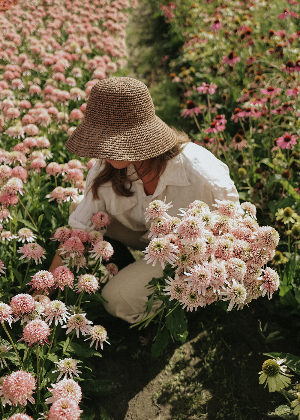 Coneflower - Butterfly Kisses