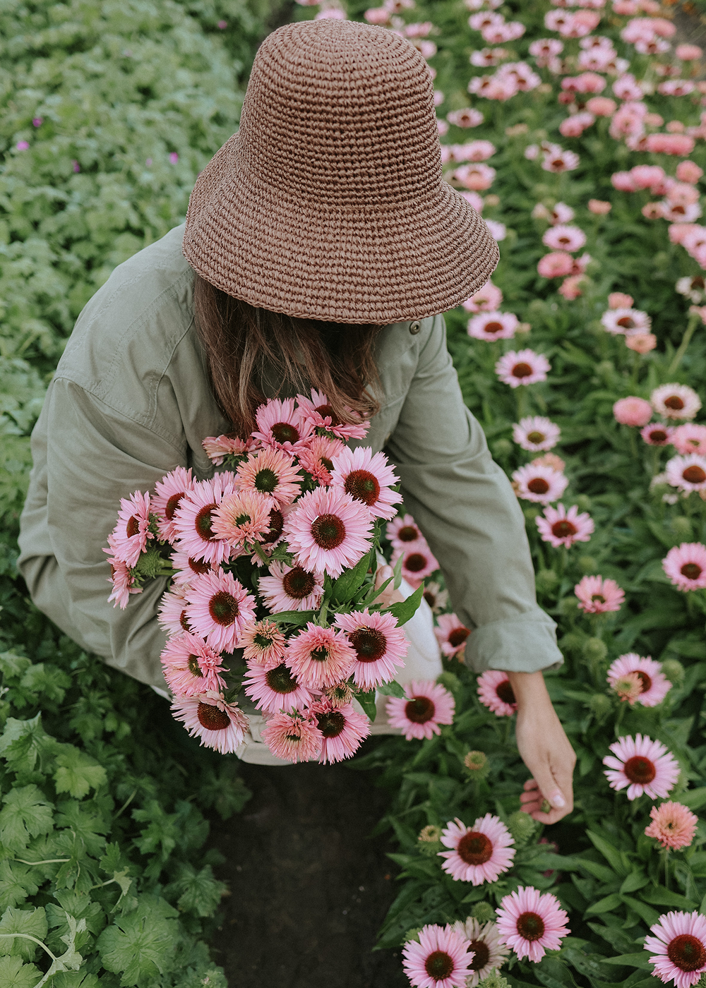 echinacea sunseekers salmon seeds Buy Coneflower - Sunseekers Salmon