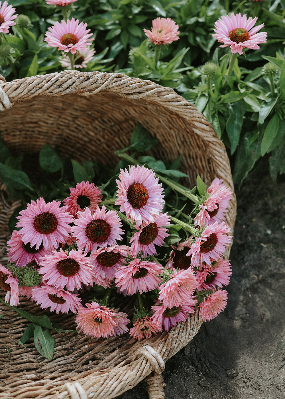 Coneflower - Butterfly Kisses