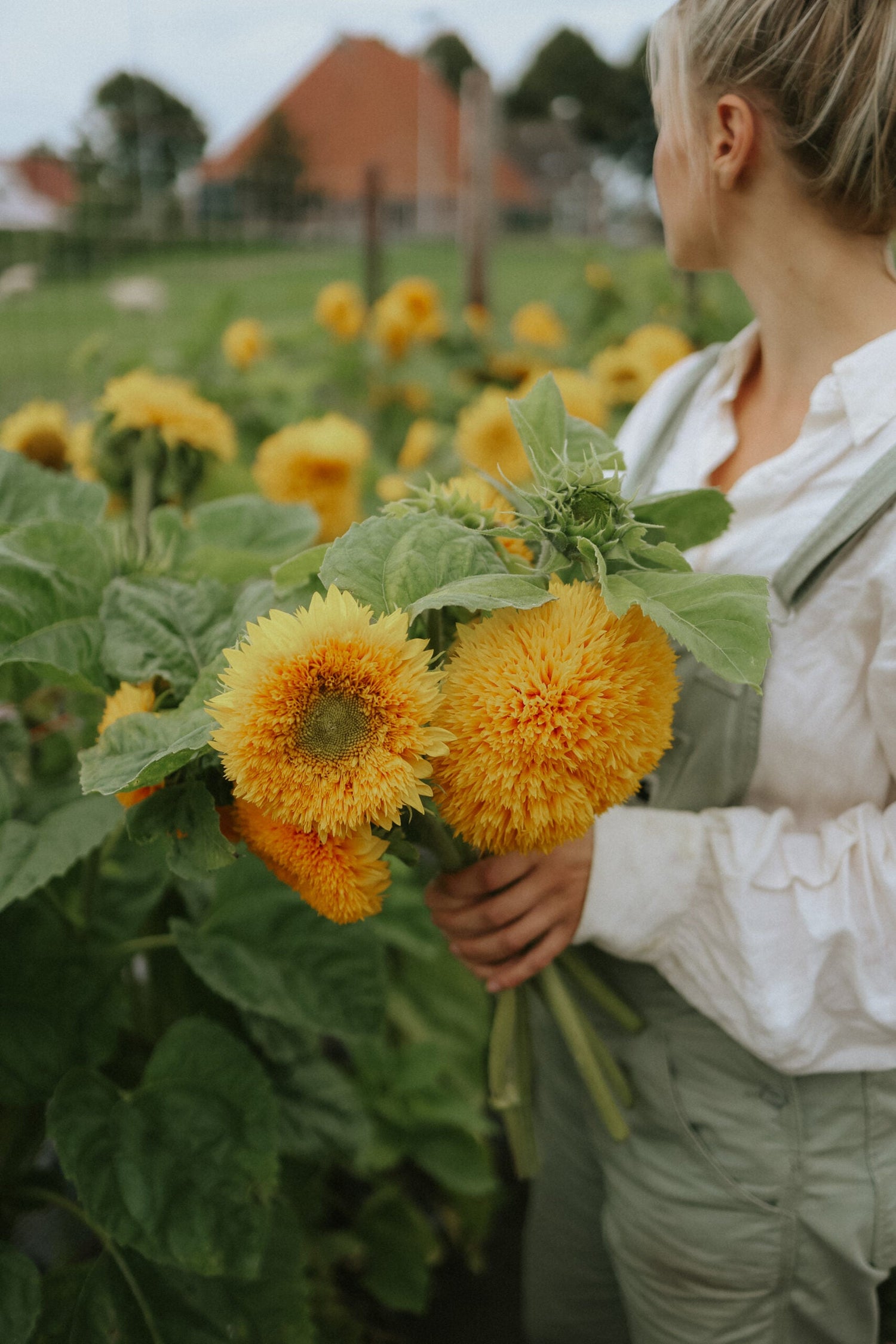 Sunflower - Double Sungold