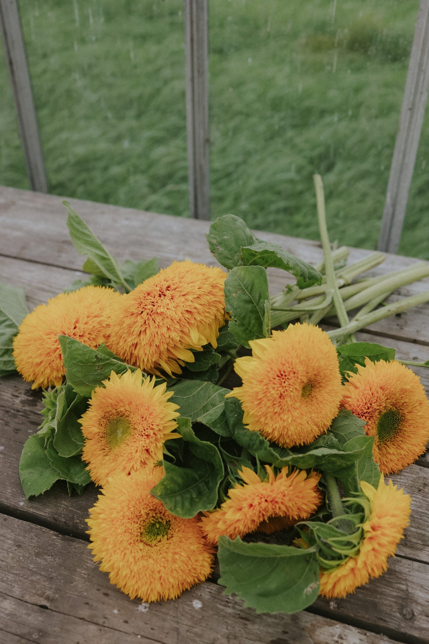 Sunflower - Double Sungold Tall