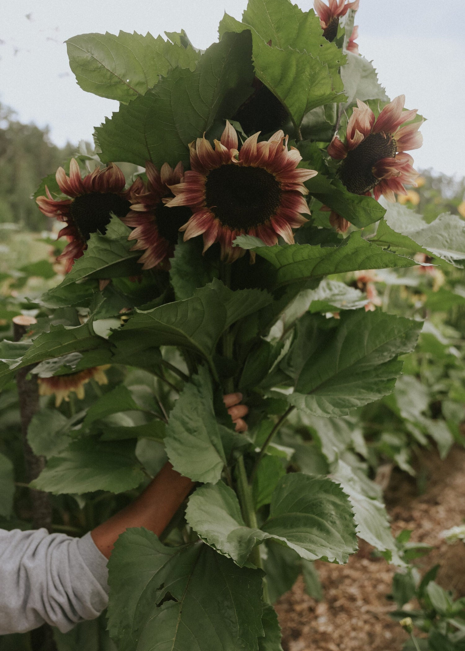 Sunflower - Pro Cut Plum F1