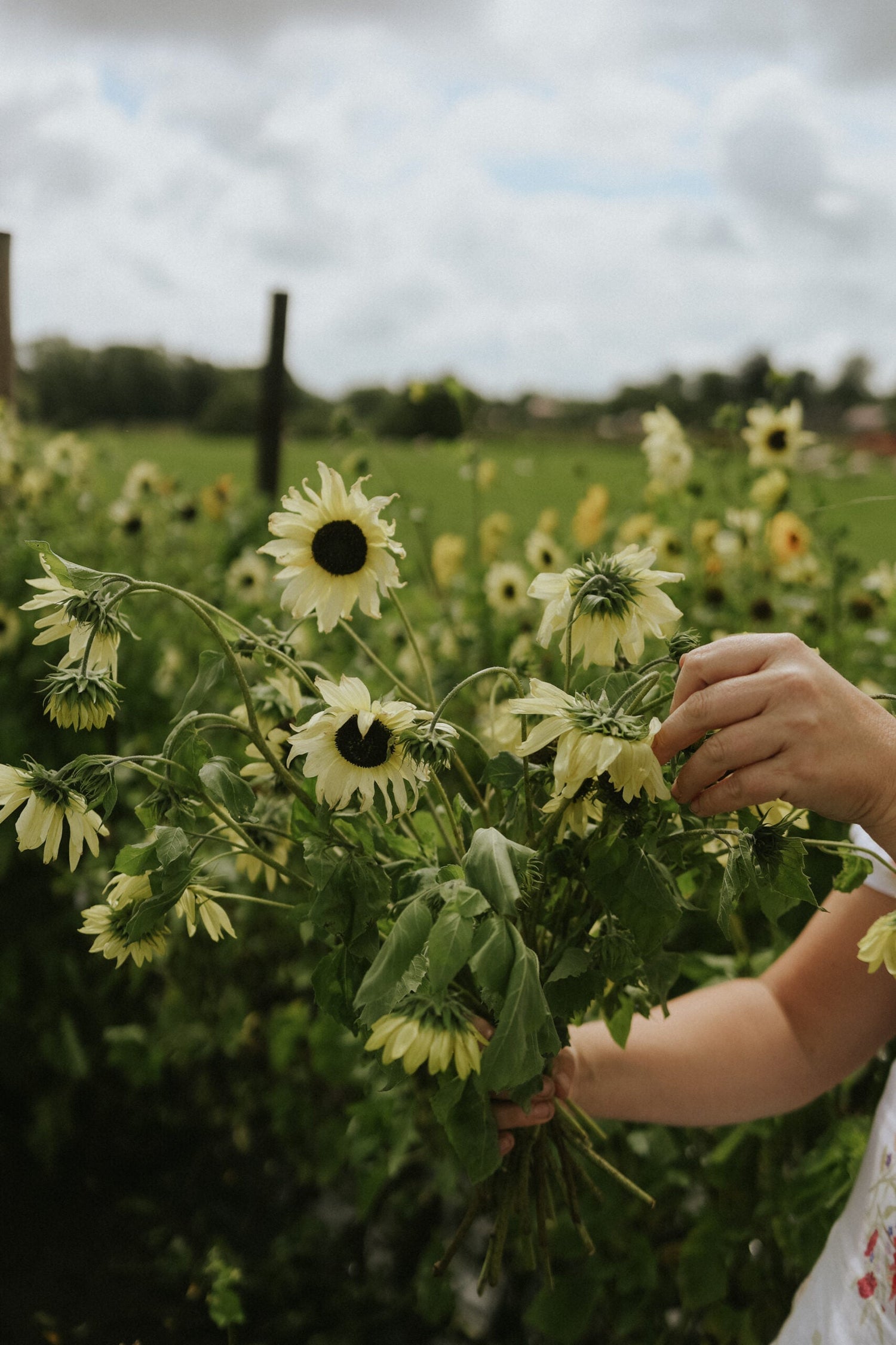 Sunflower - Italian White