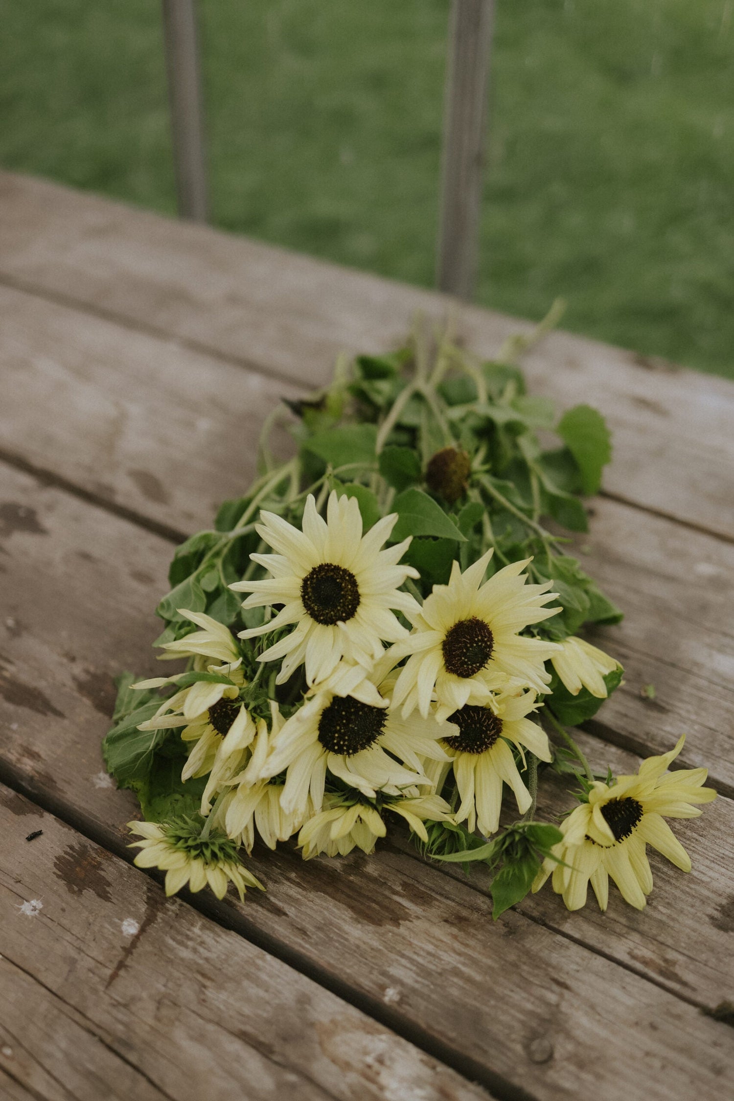 Sunflower - Italian White