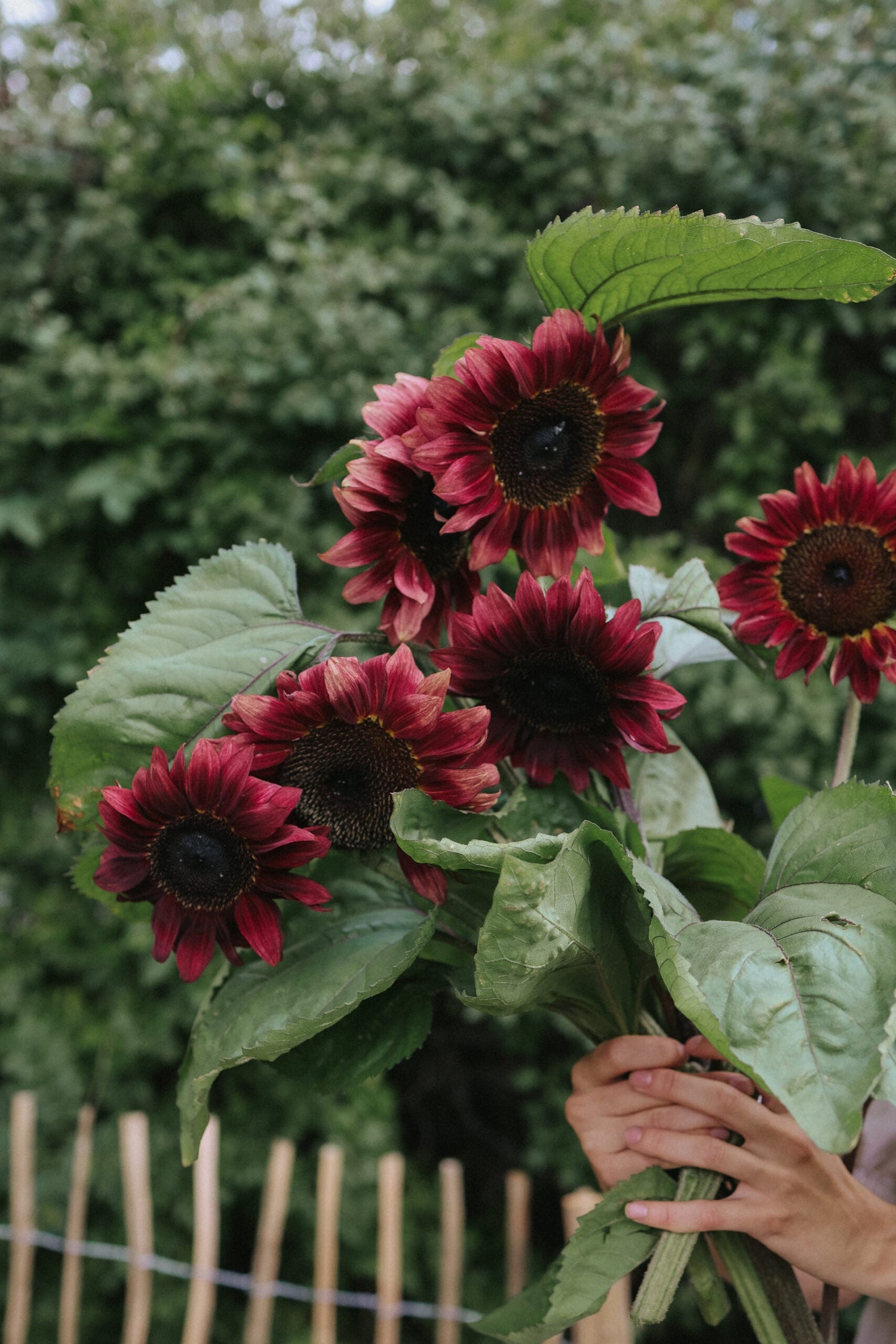 Sunflower - Pro cut Red F1