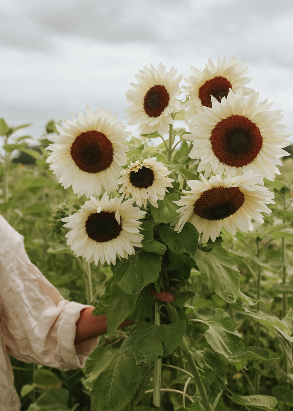 professional cut flower seeds Sunflower Seeds - Pro Cut White Nite