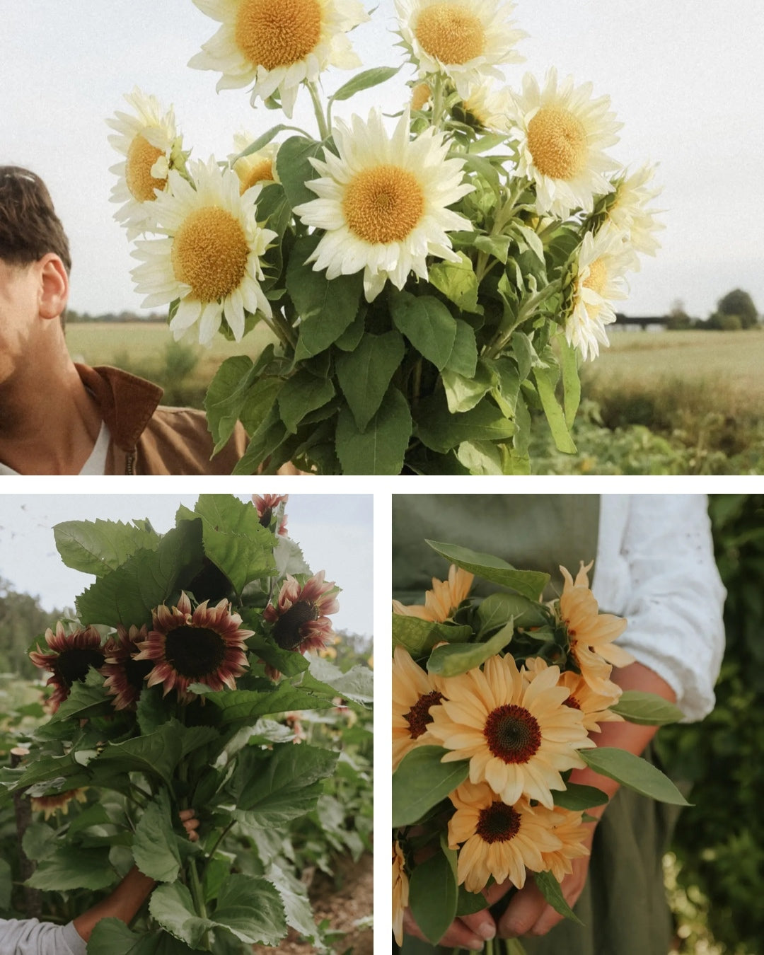 Sunflower - Solero Mix