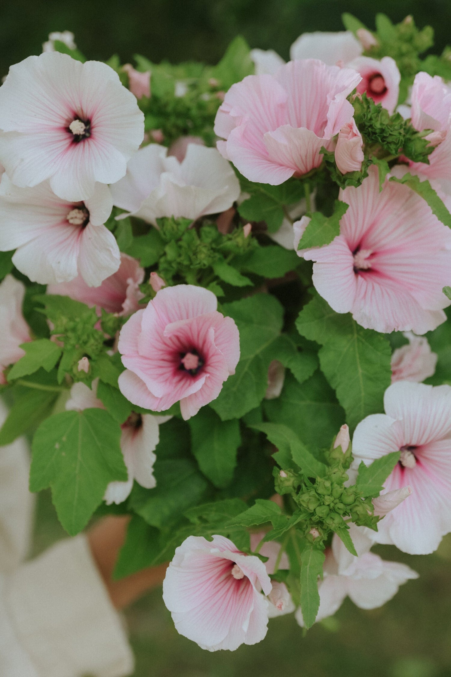 Mallow - Dwarf Pink Blush