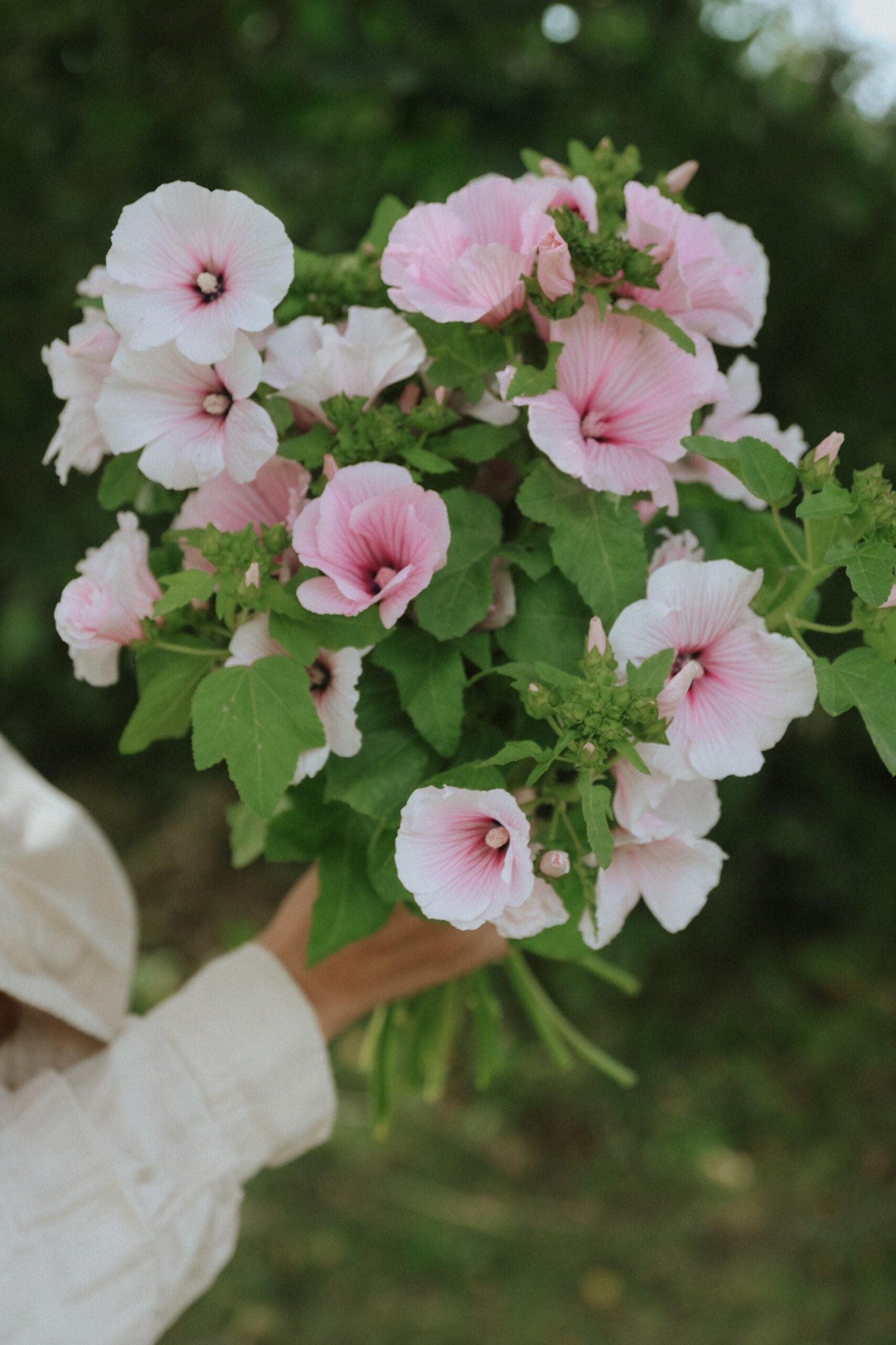 Mallow - Dwarf Pink Blush