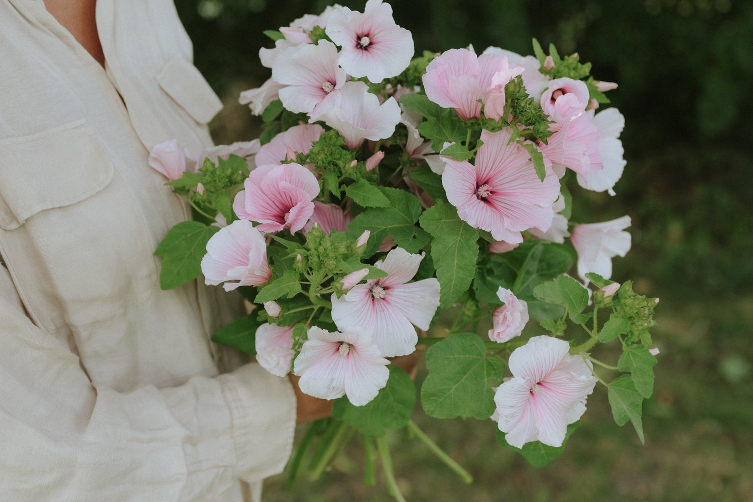 Sommarmalva - Dwarf Pink Blush