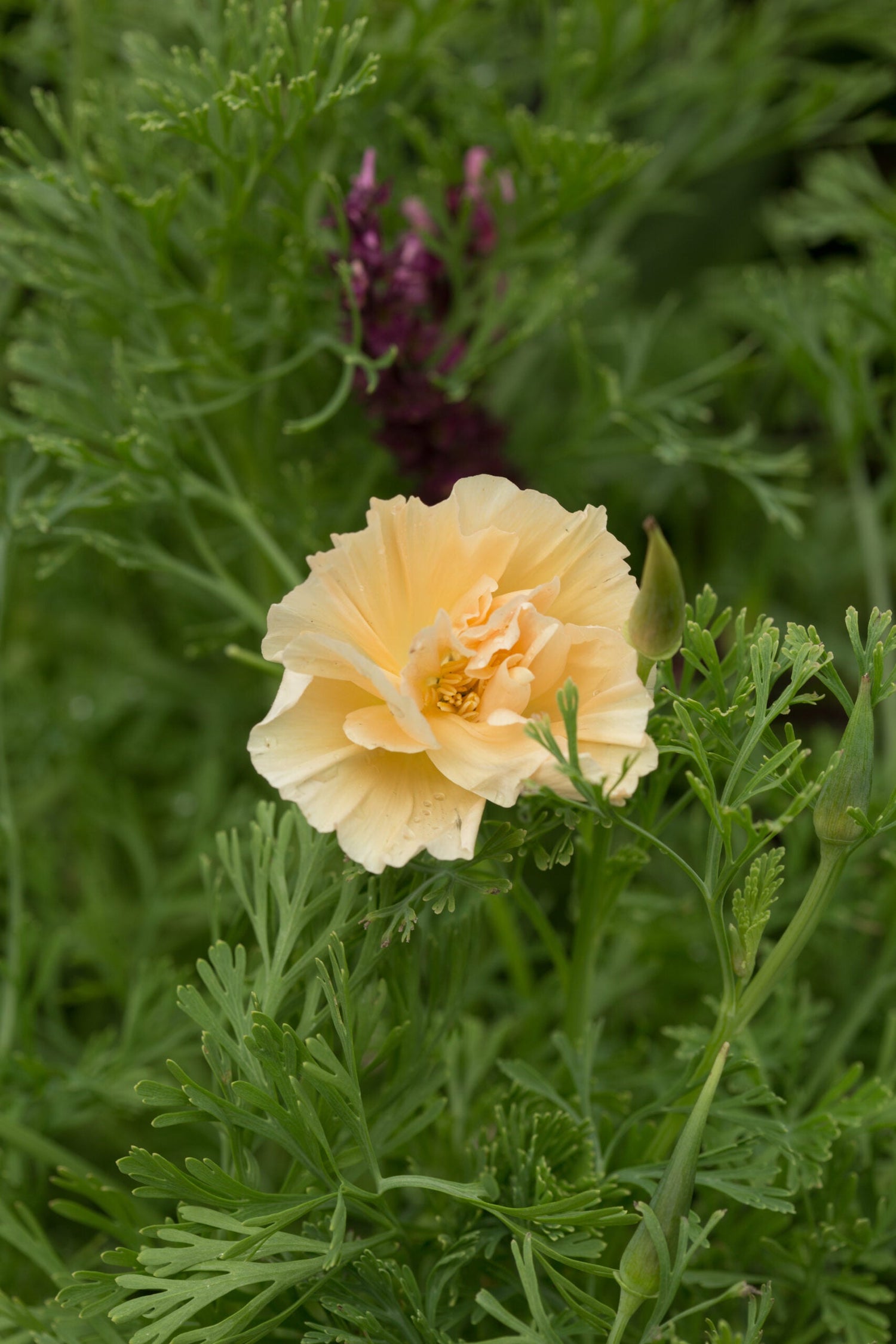 California Poppy - Thai Silk Pink Champagne