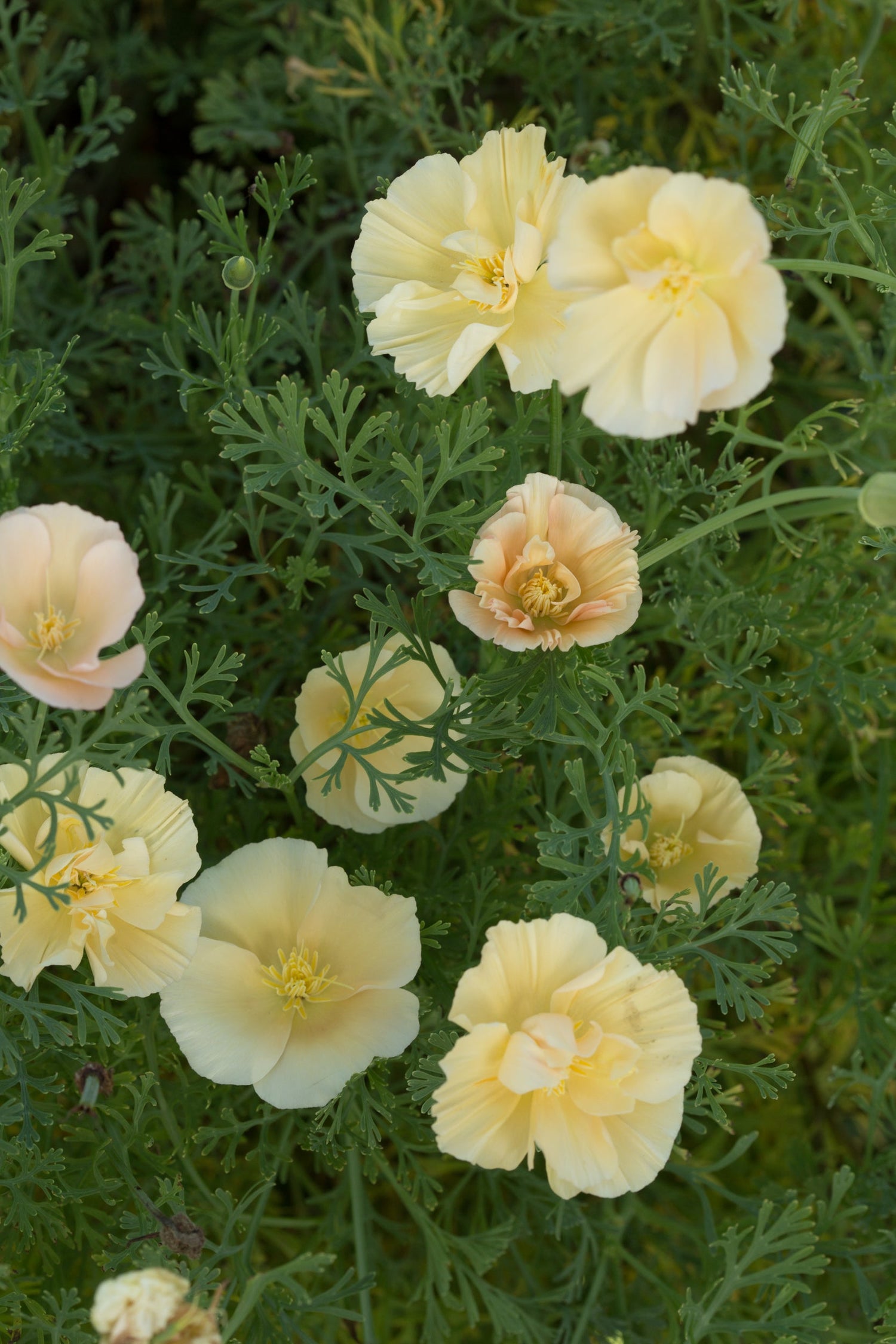 California Poppy - Thai Silk Pink Champagne
