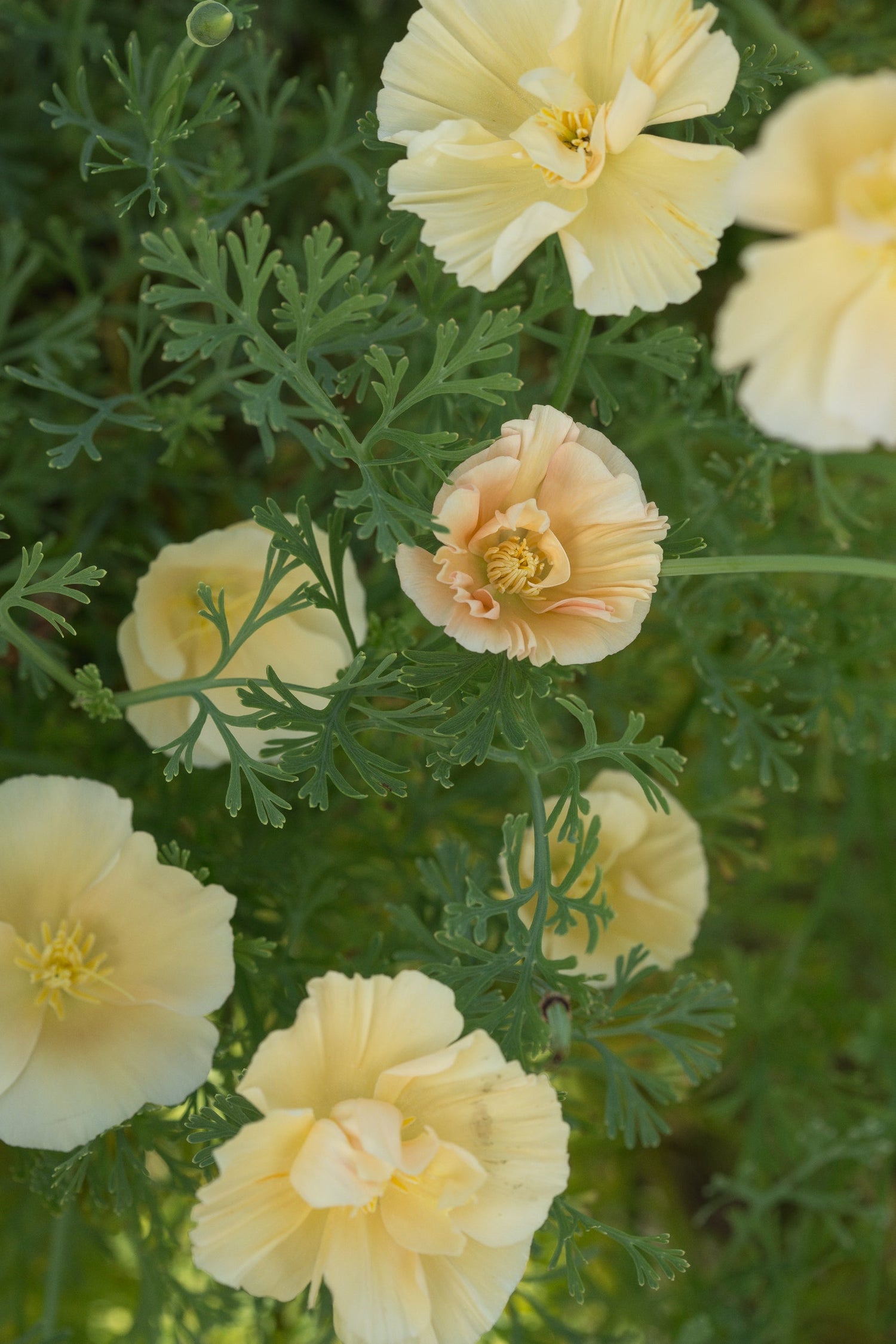 California Poppy - Thai Silk Pink Champagne