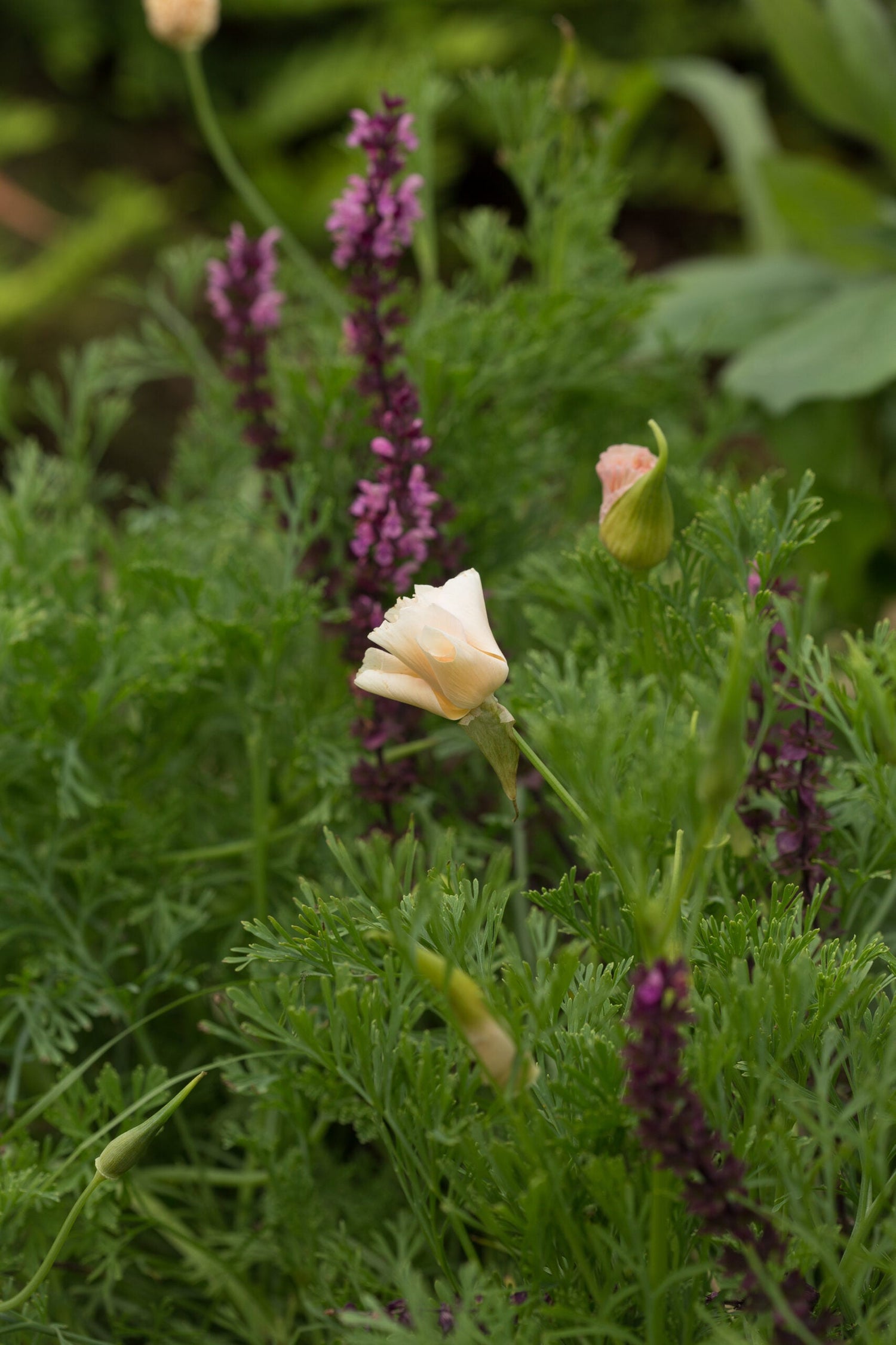 California Poppy - Thai Silk Pink Champagne