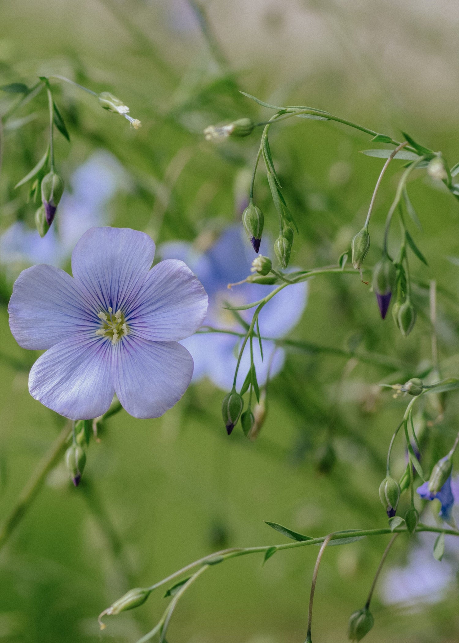 Common Flax