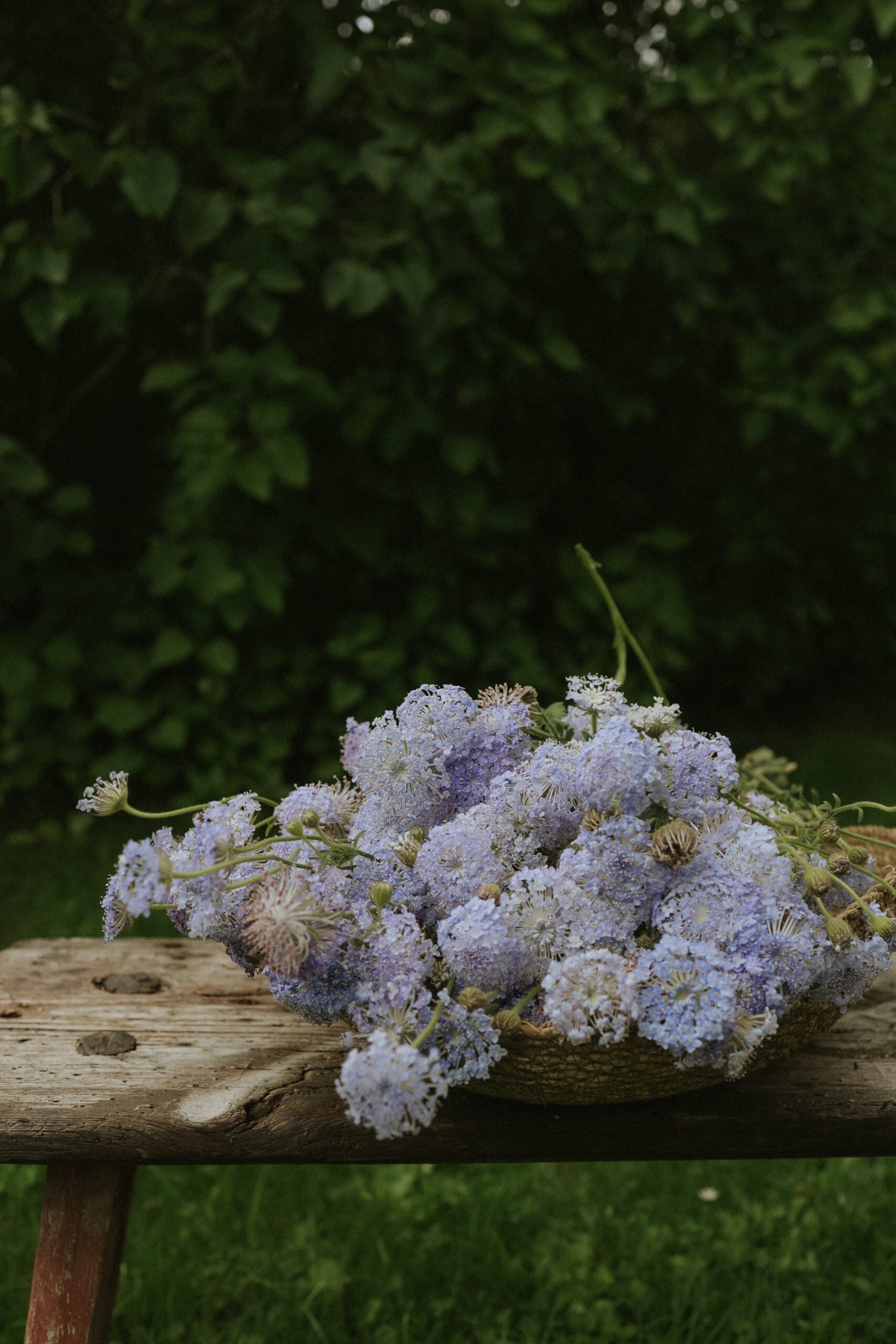 Spetsblomma - Lace Blue