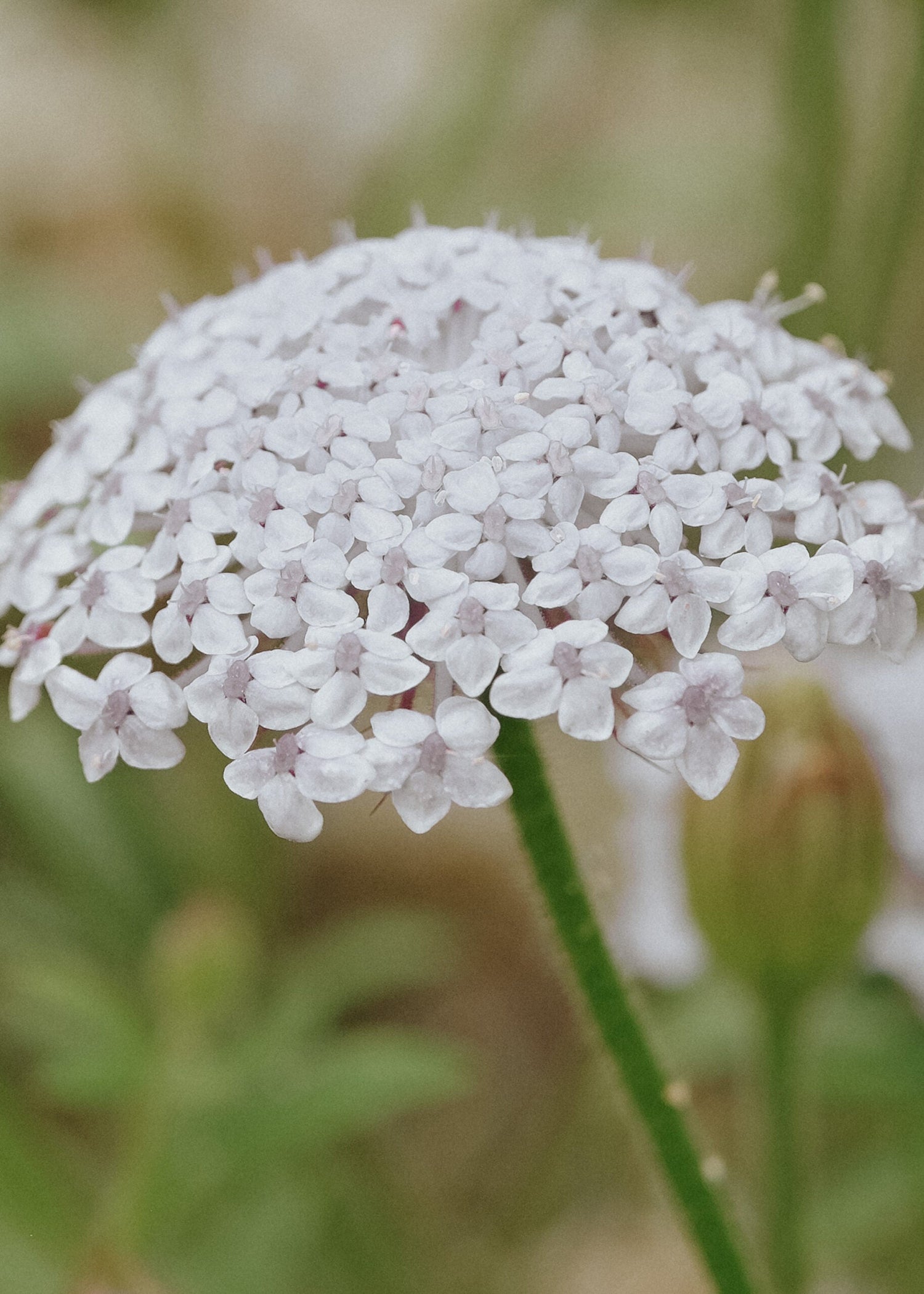 Spetsblomma - Lace White