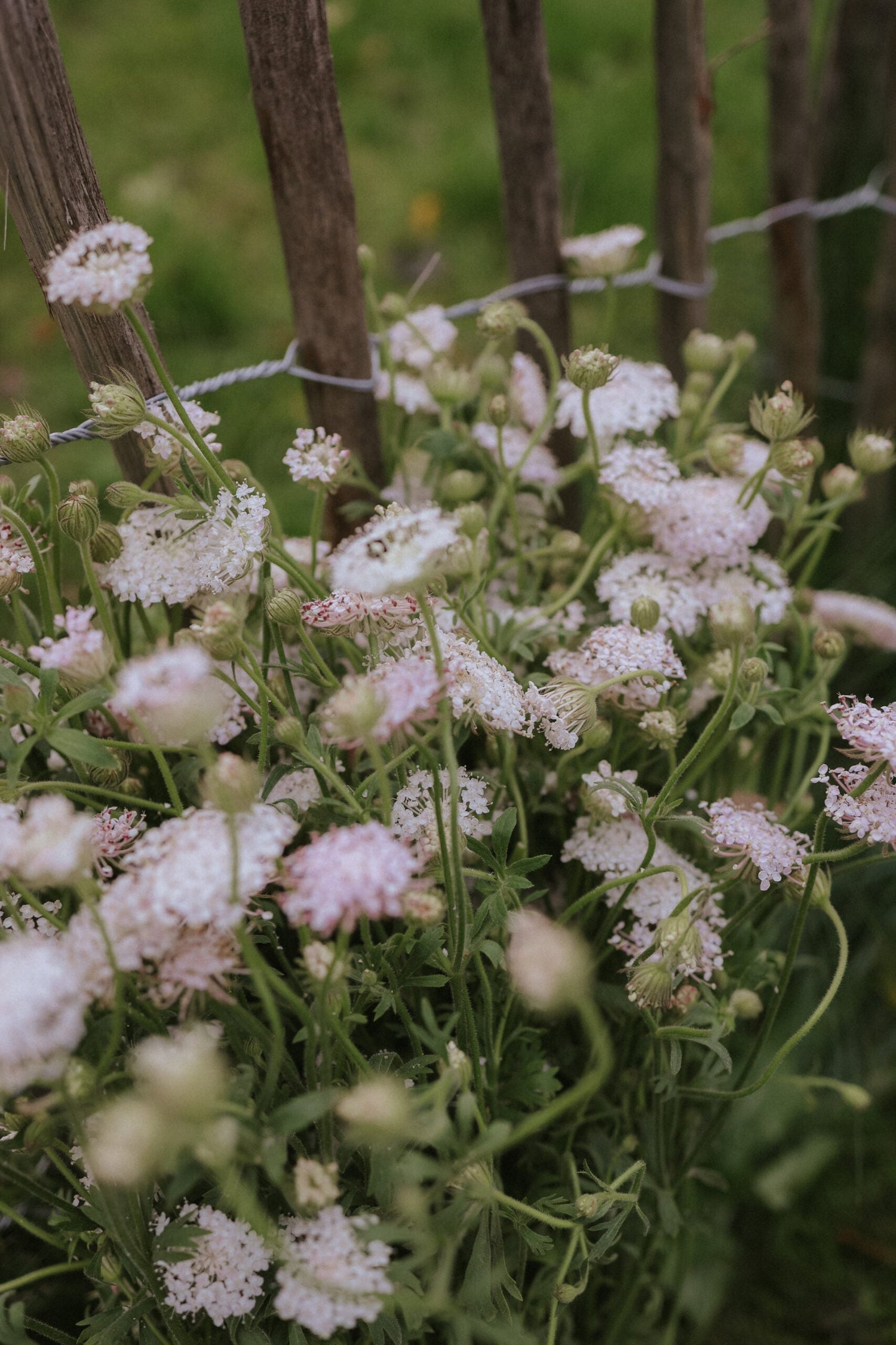Spetsblomma - Lace Pink