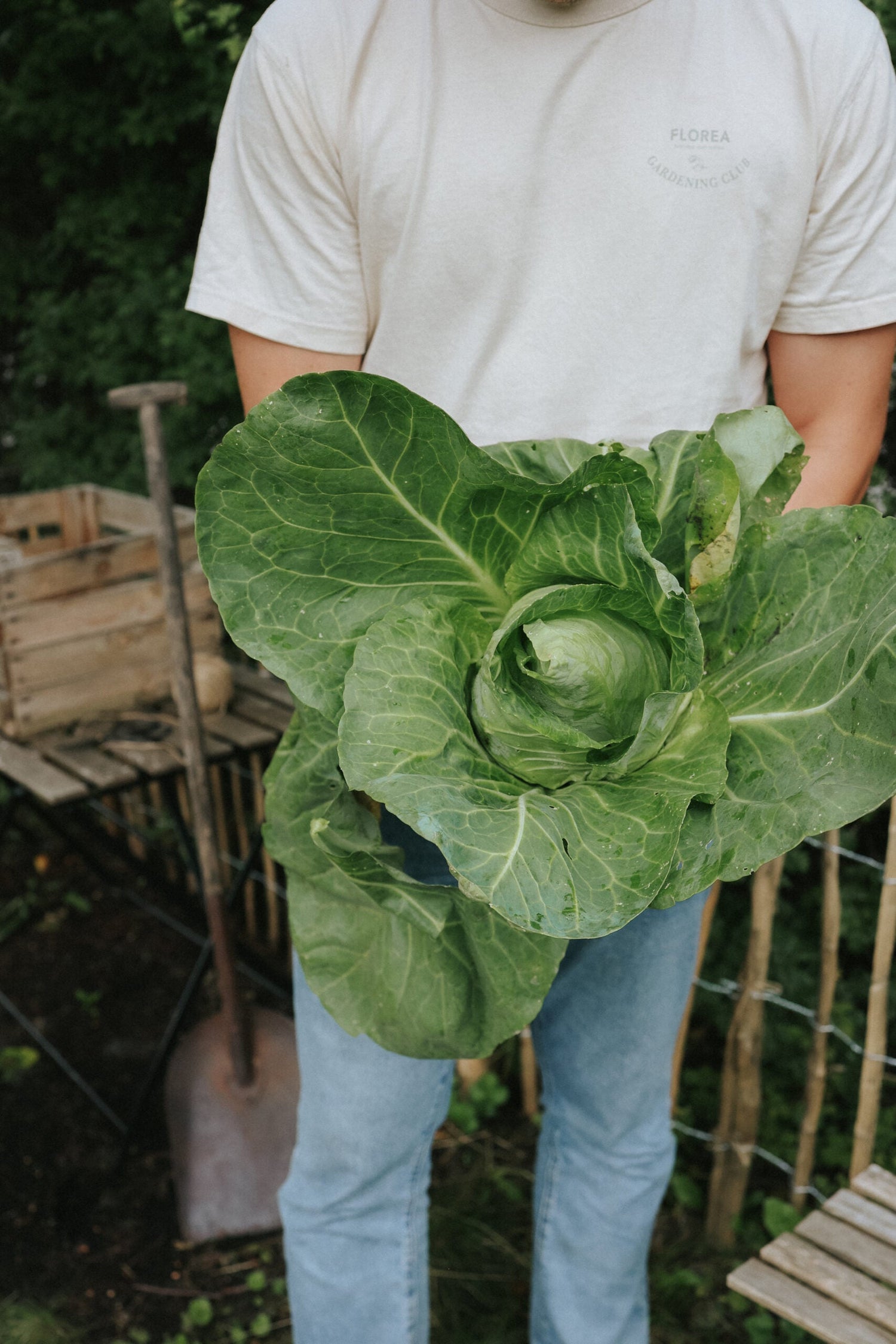 White Cabbage - Express