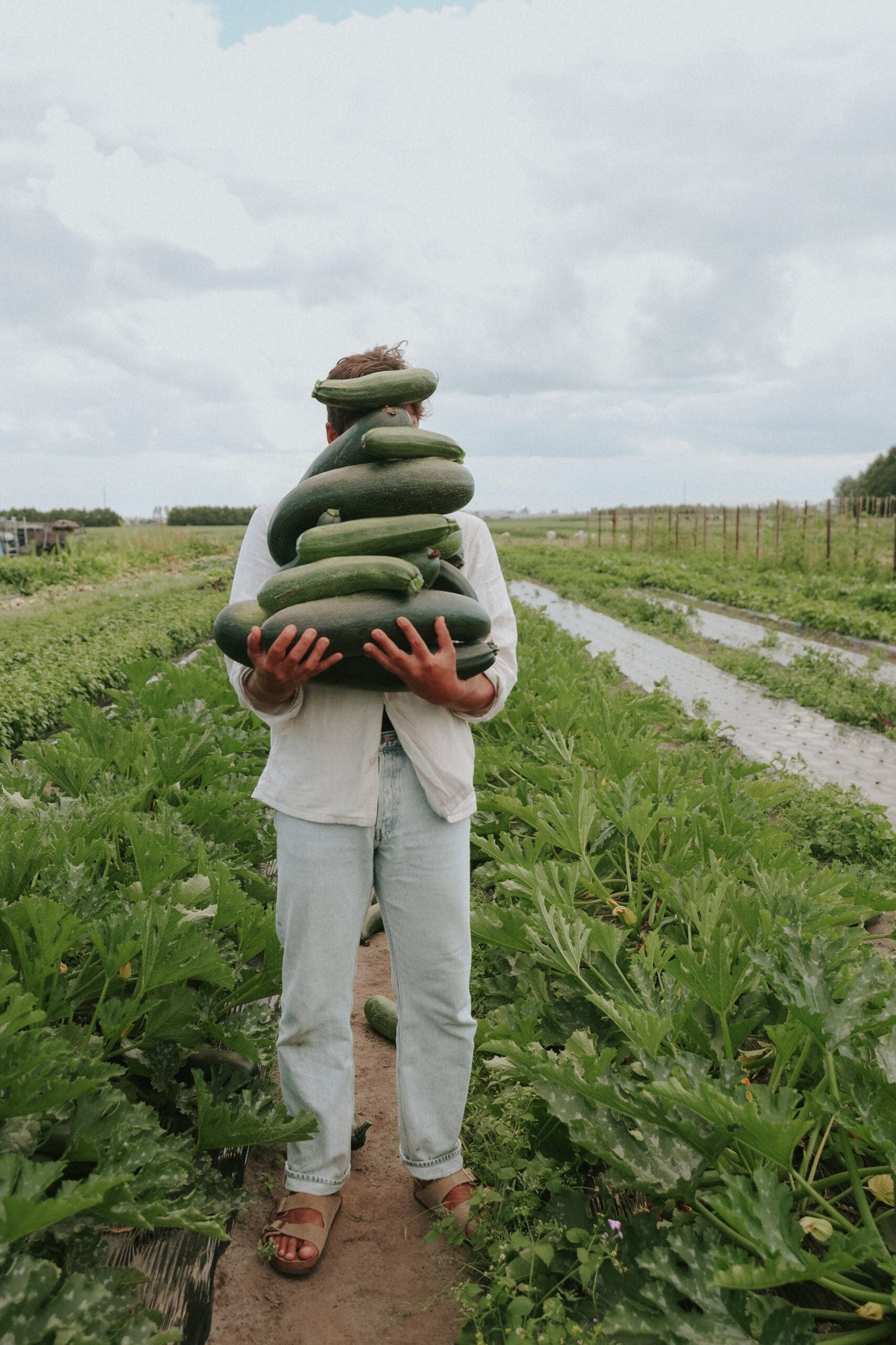 Squash - Black Beauty EKO