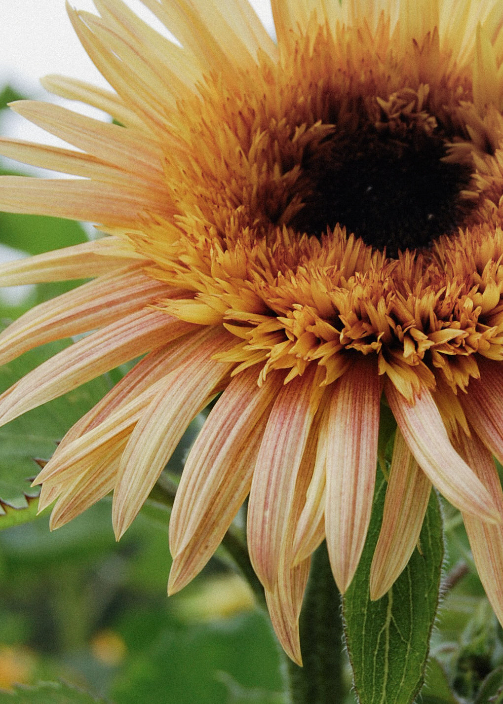 Sunflower - Astra Rose