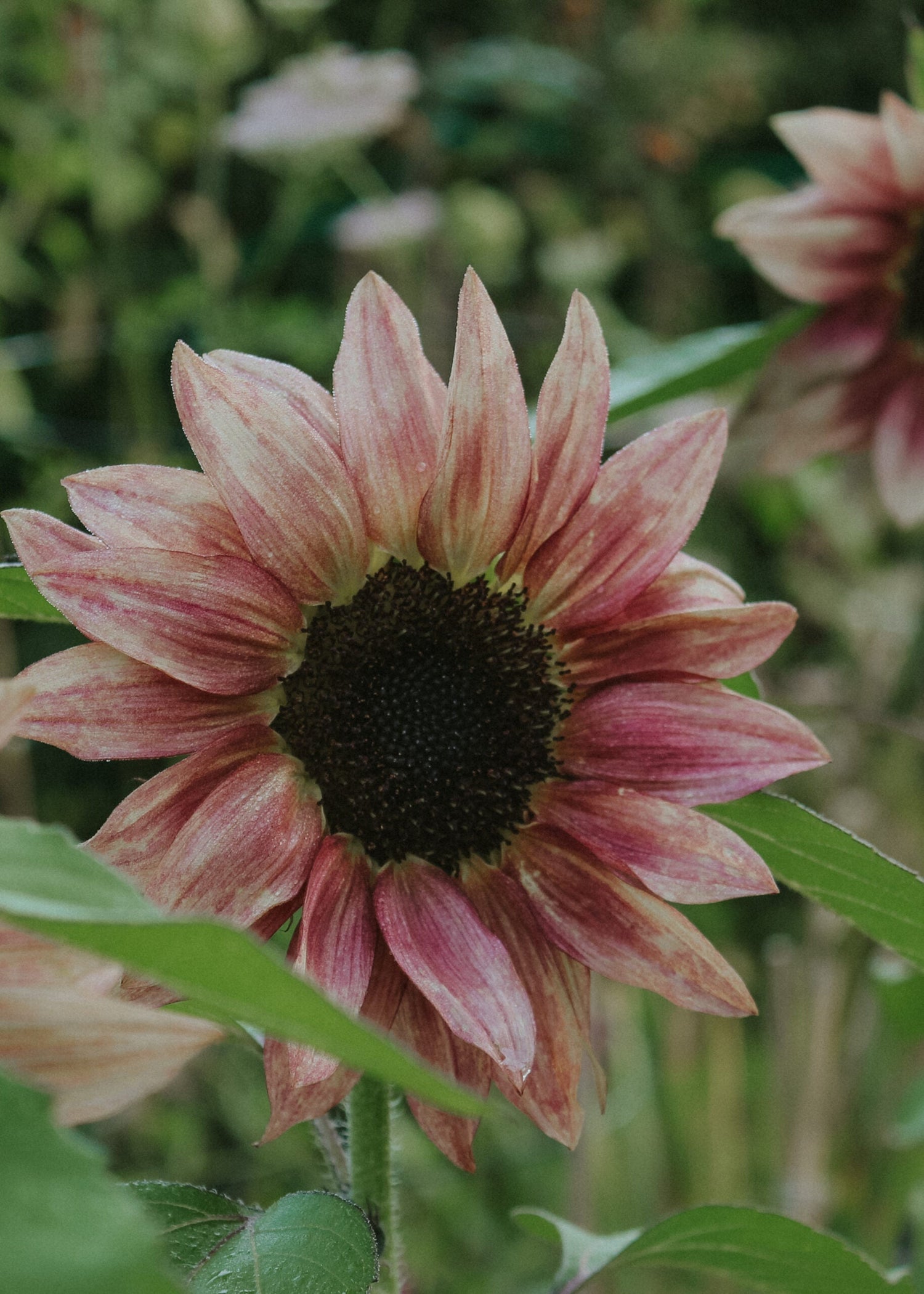 Sunflower - Pro Cut Plum F1