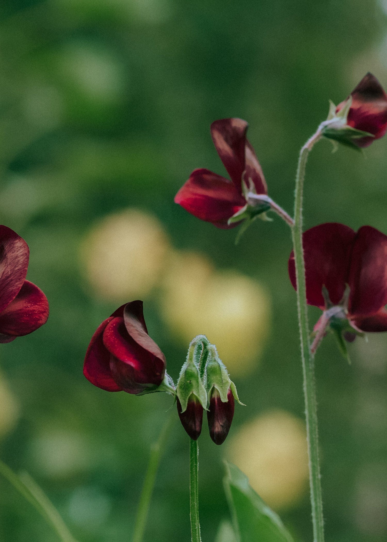 Sweet Pea - Spring Sunshine Burgundy