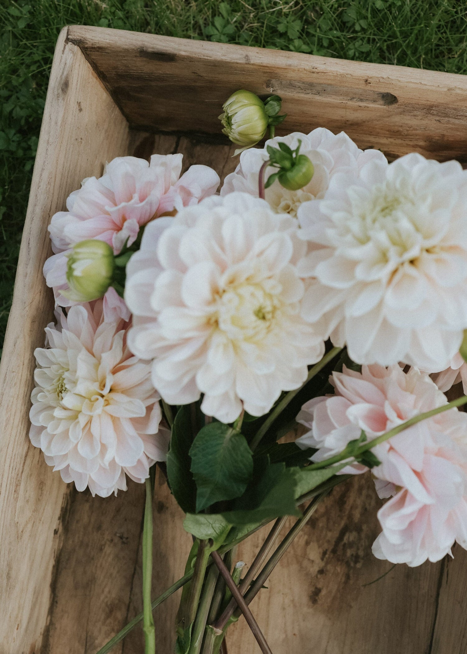 Dahlia - Sweet Nathalie