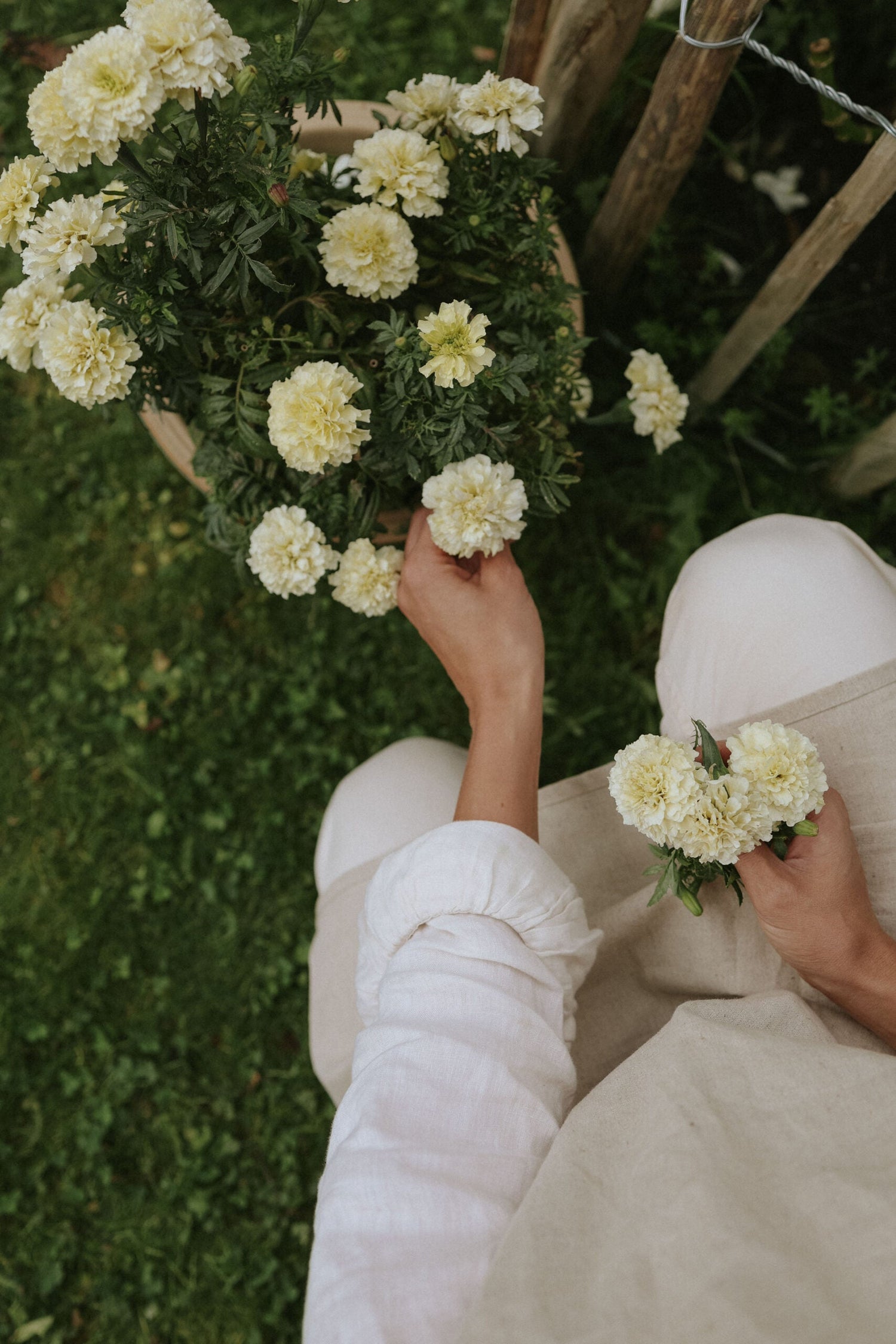 Tagetes - Vanilla F1