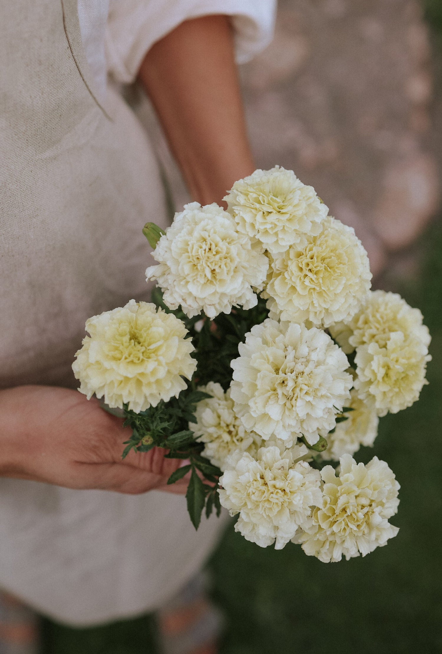 Tagetes - Vanilla F1