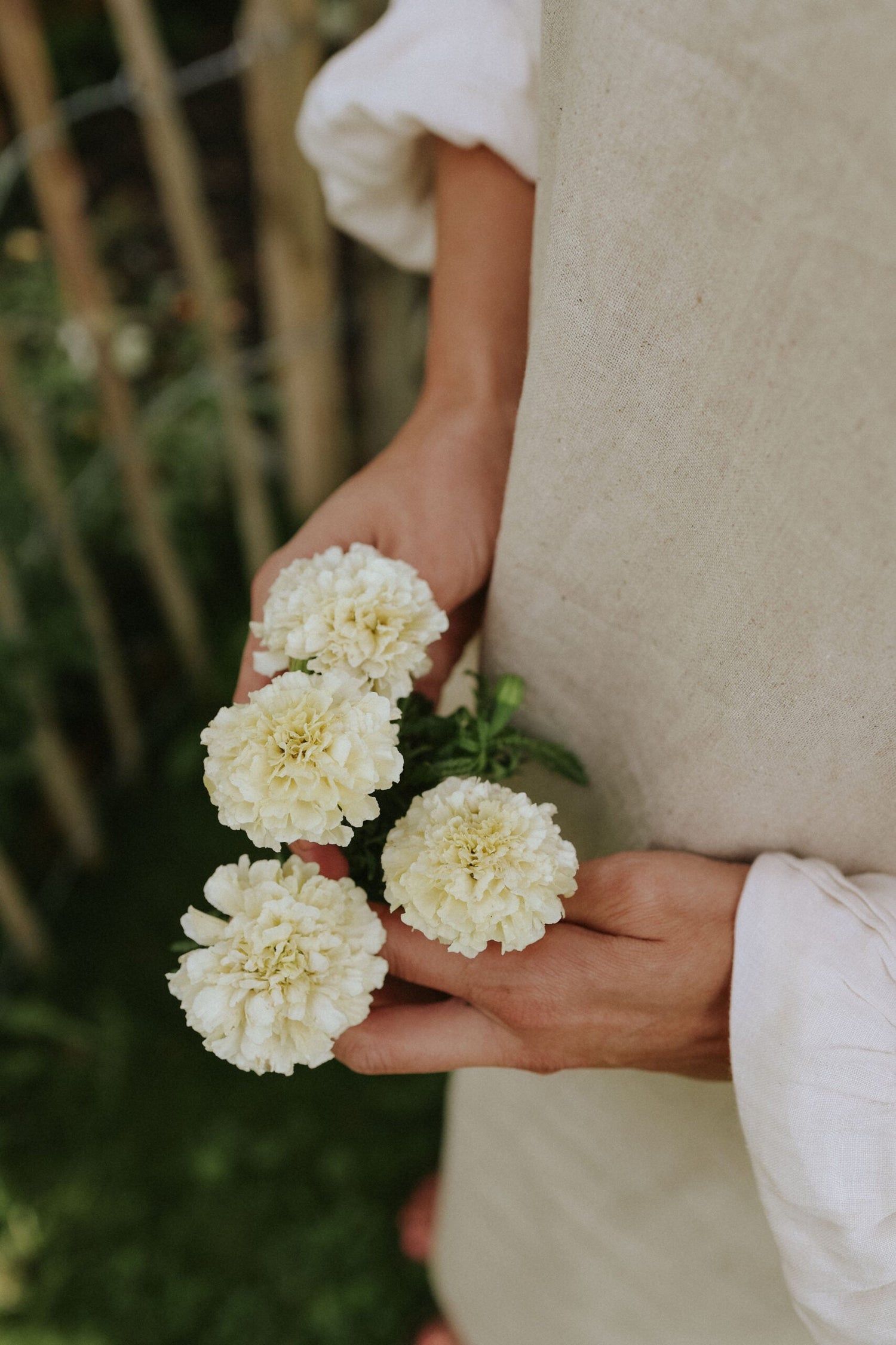 Tagetes - Vanilla F1