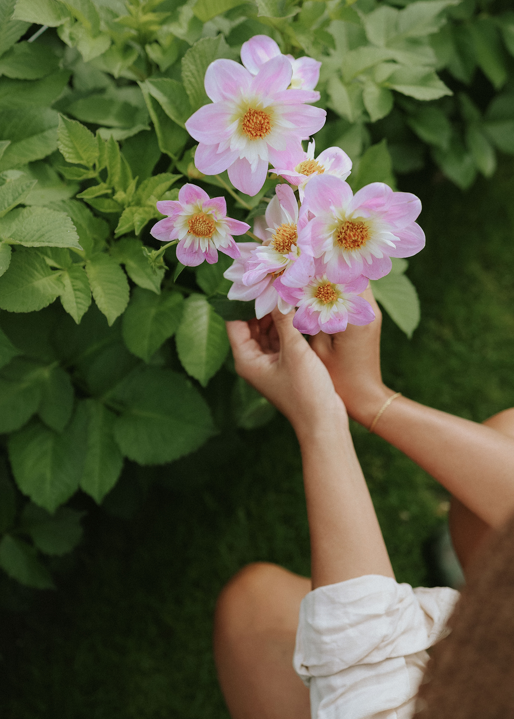 Dahlia - Teesbrooke Audrey