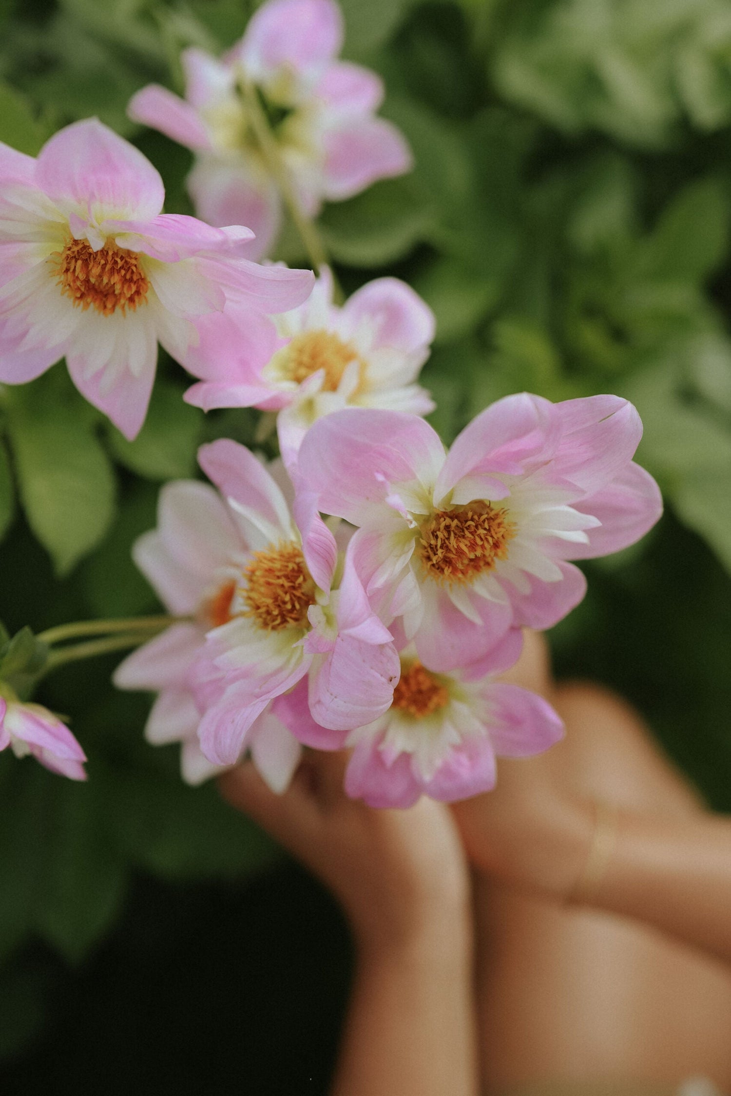 Dahlia - Teesbrooke Audrey