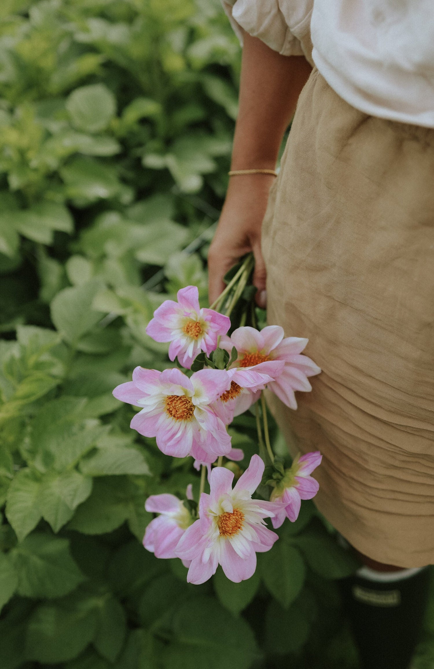 Dahlia - Teesbrooke Audrey