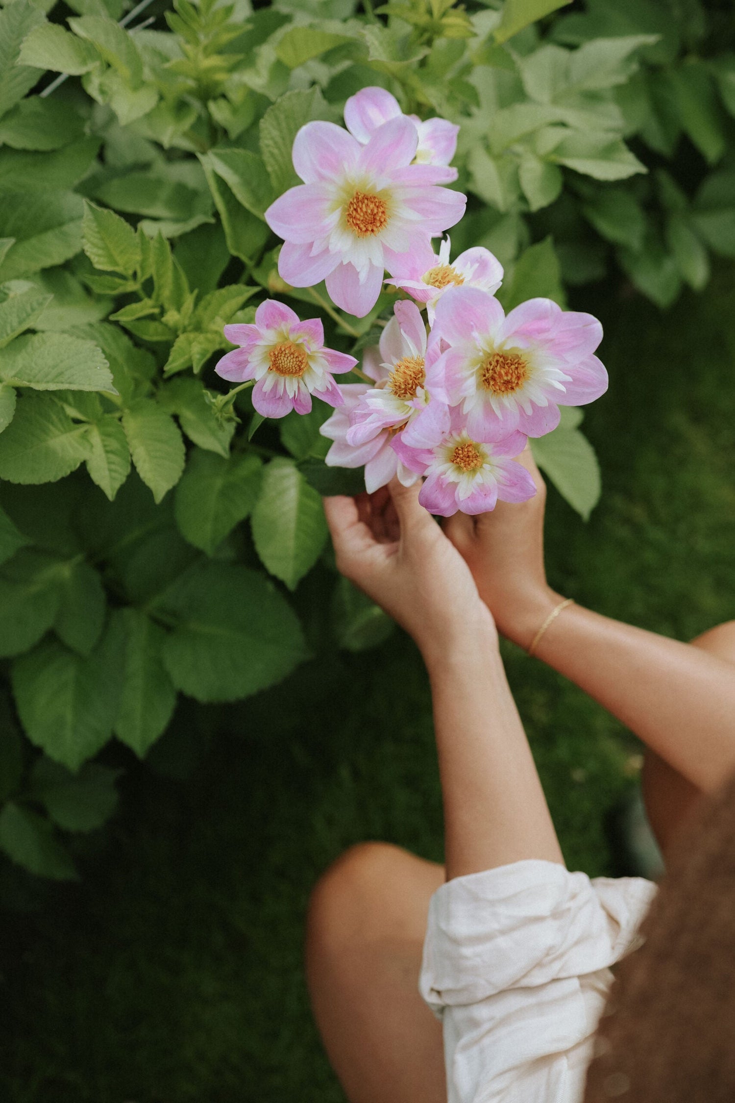Dahlia - Teesbrooke Audrey