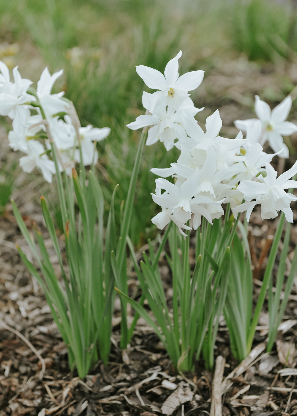Narcissus - Thalia EKO