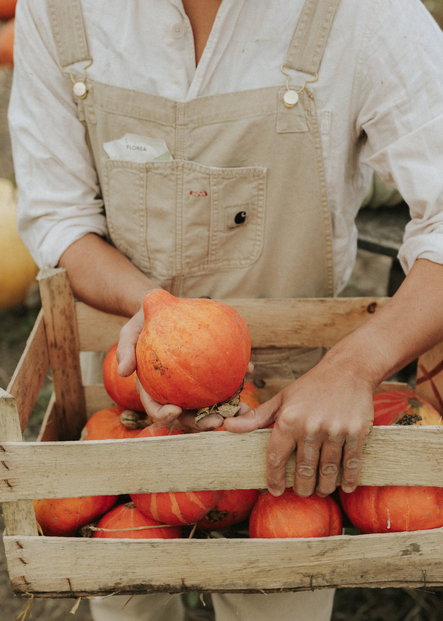Vintersquash / Jättepumpa - Uchiki Kuri EKO