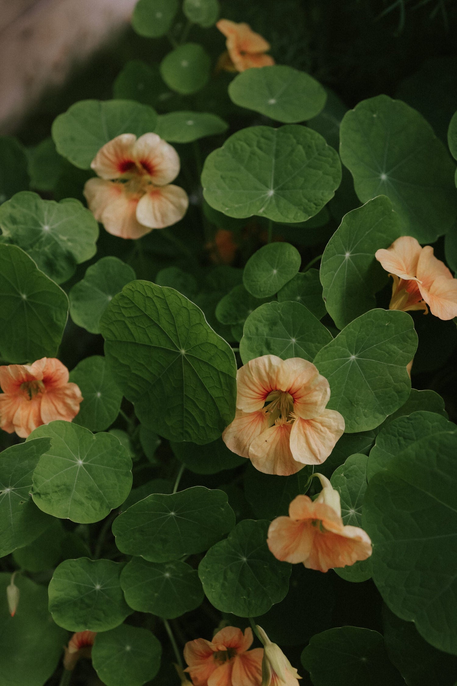 Dvärgkrasse - Tip Top Apricot